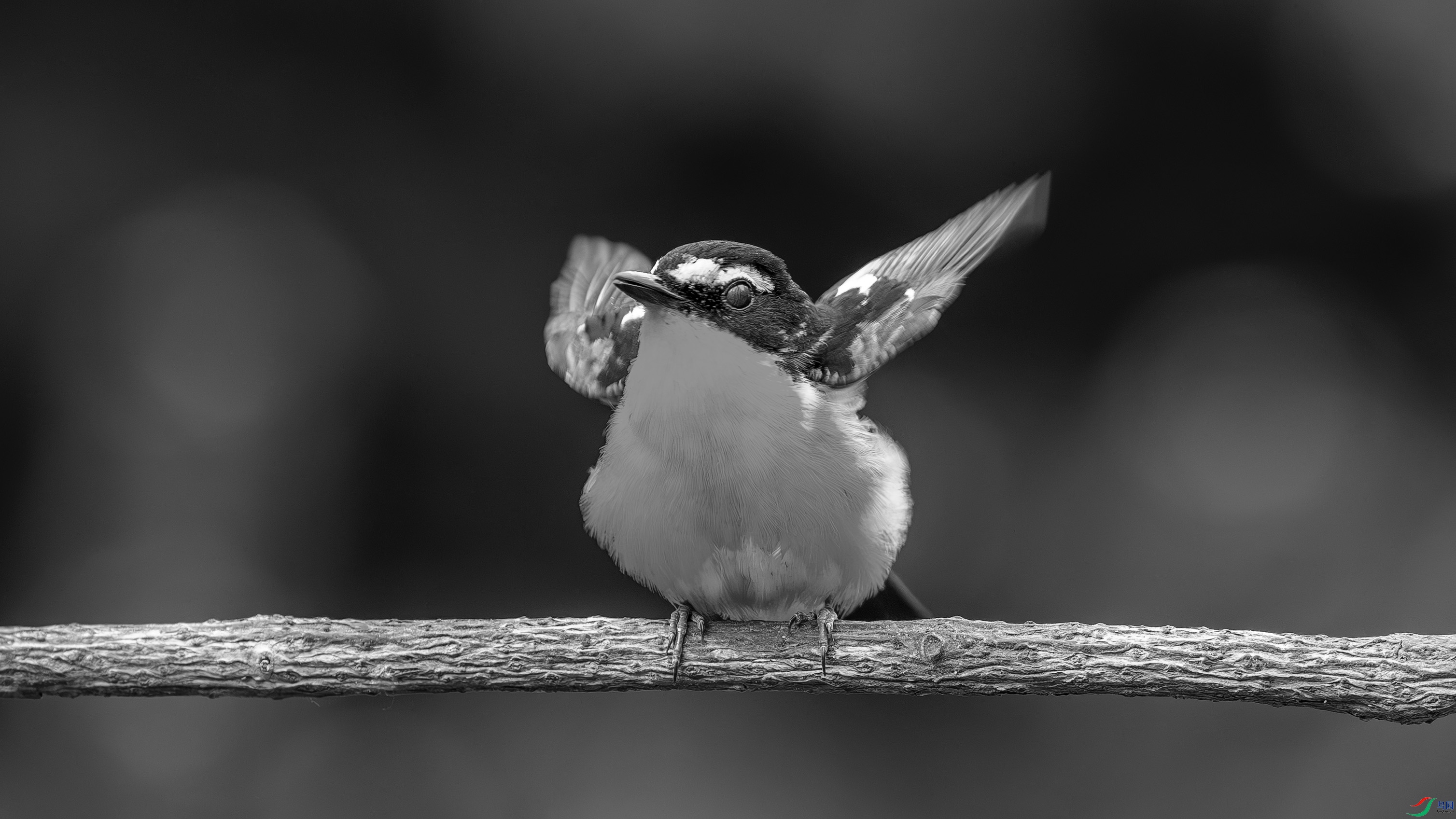 DSC04971-h.jpg