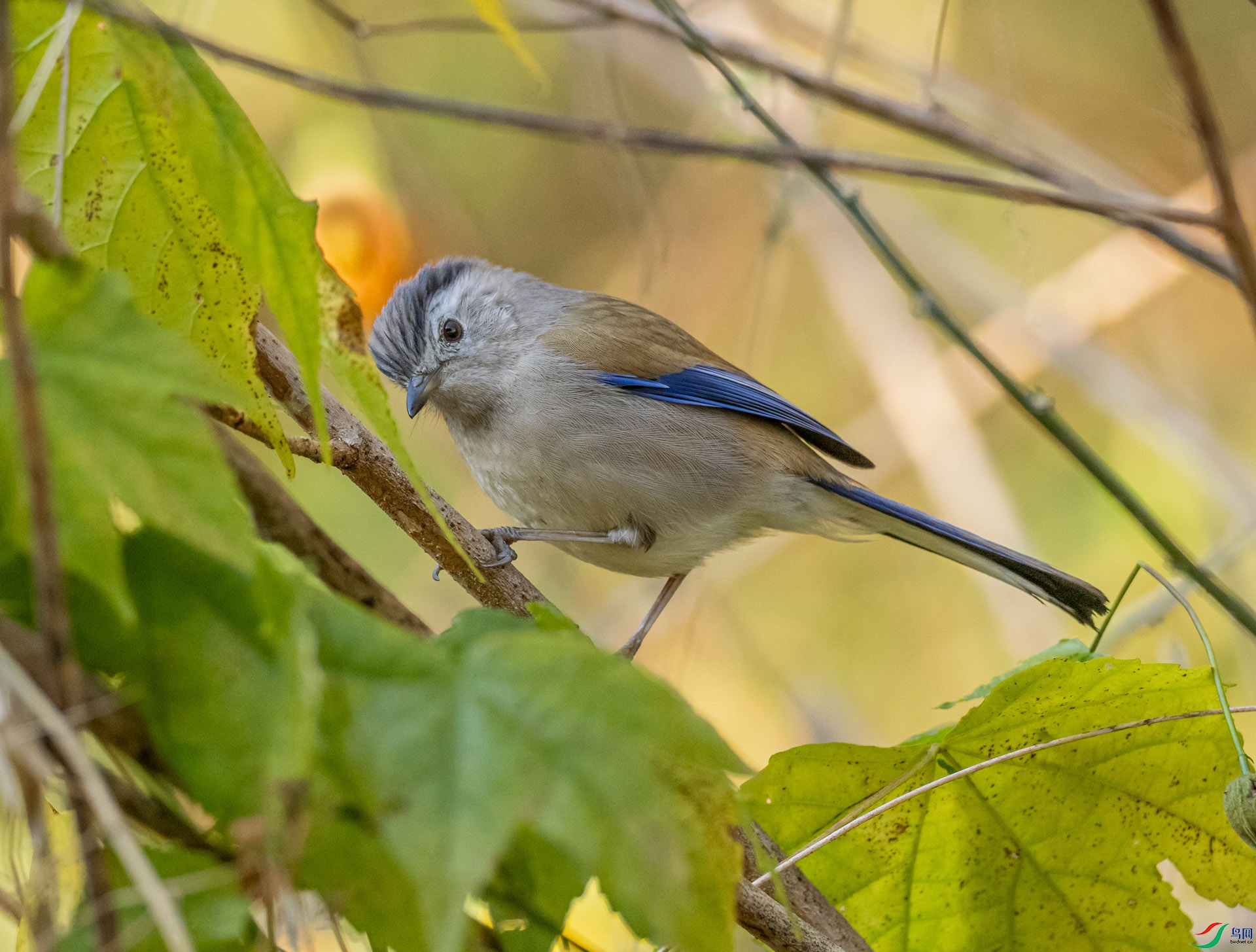 P2131365 ����ϣ��_1_1.jpg