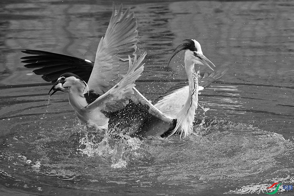 DSCF7561.1.JPG