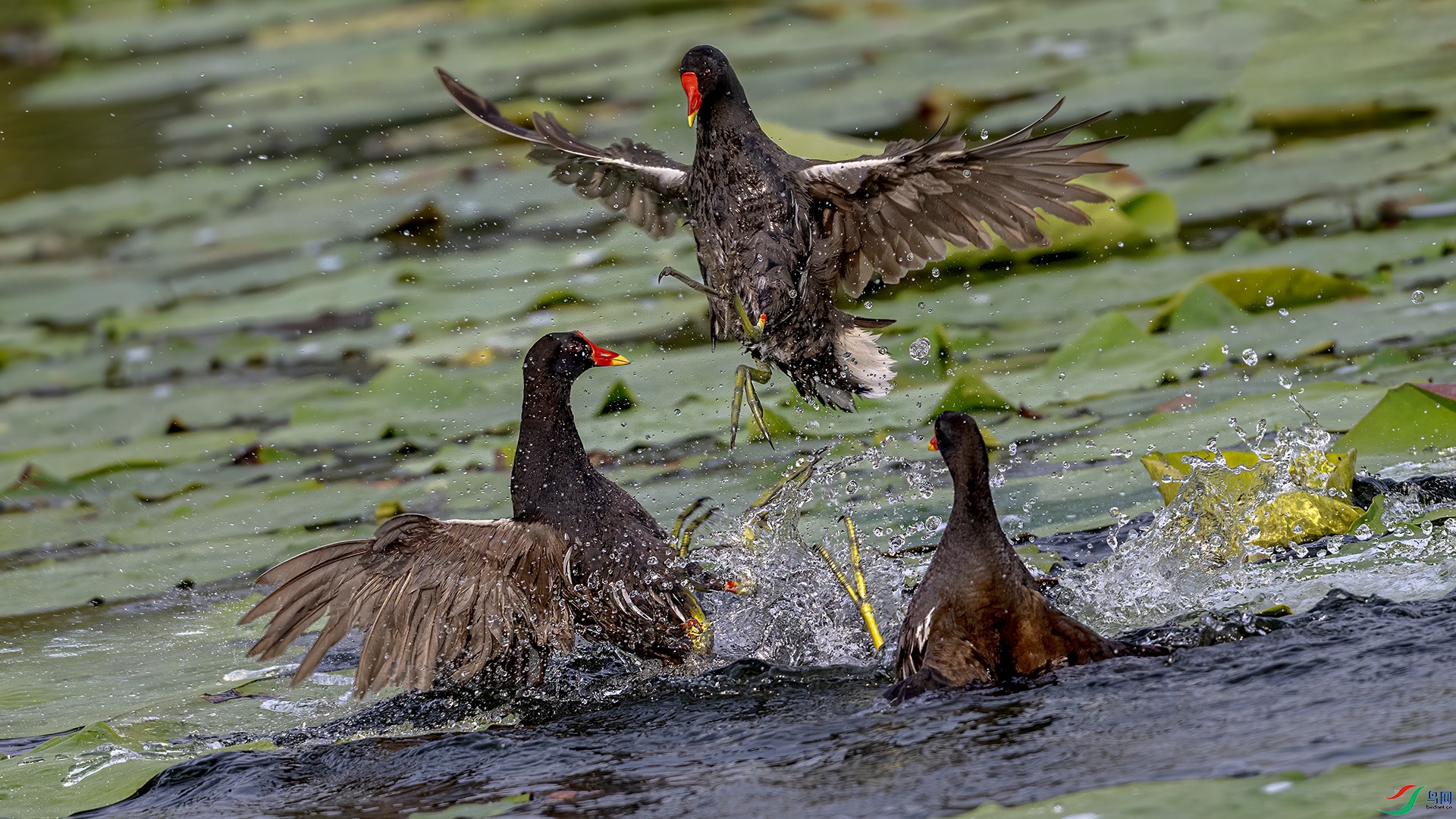 DSC_2785-.jpg