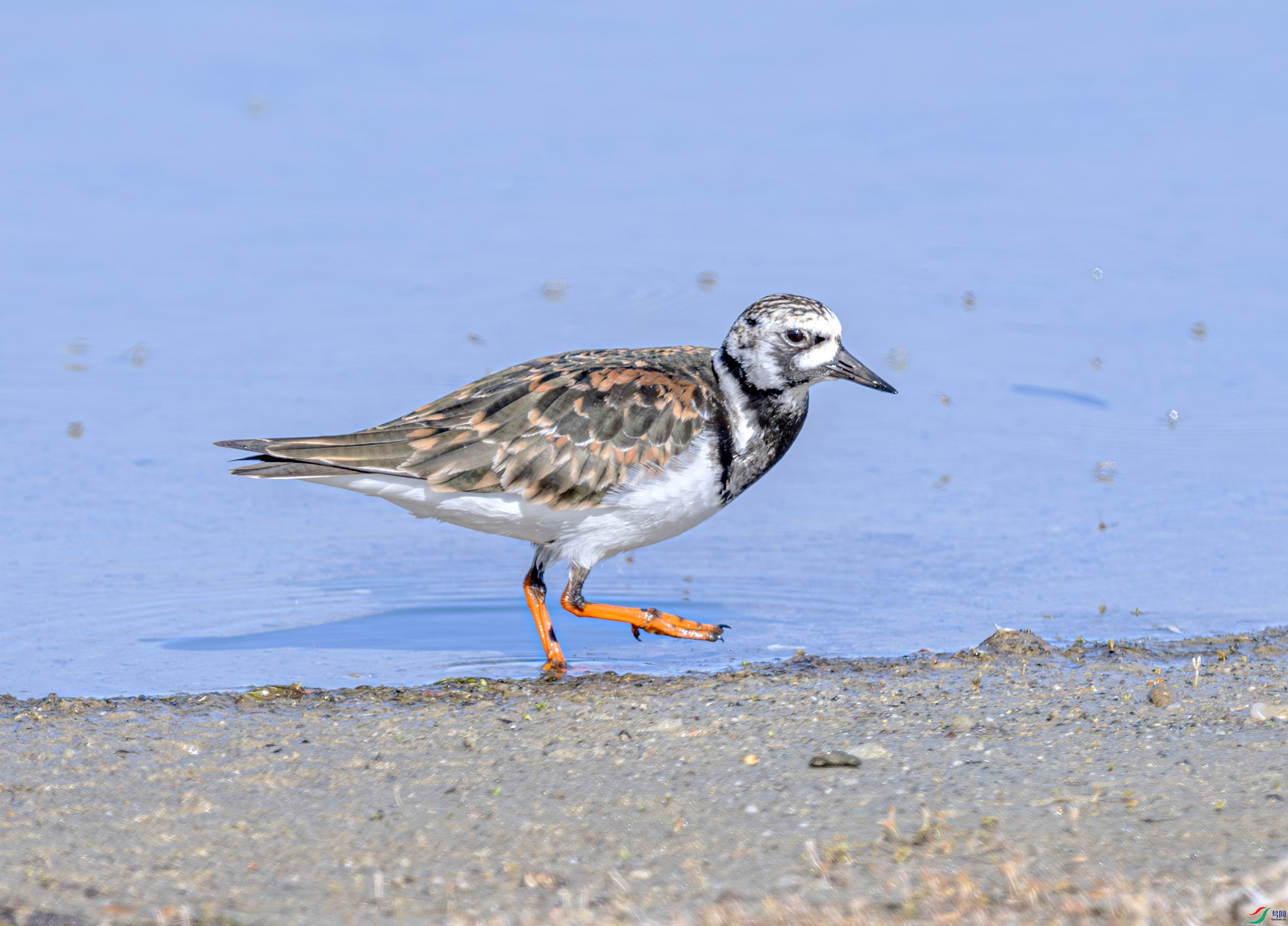 DSC_5851-����ǿ-NR ����.jpg