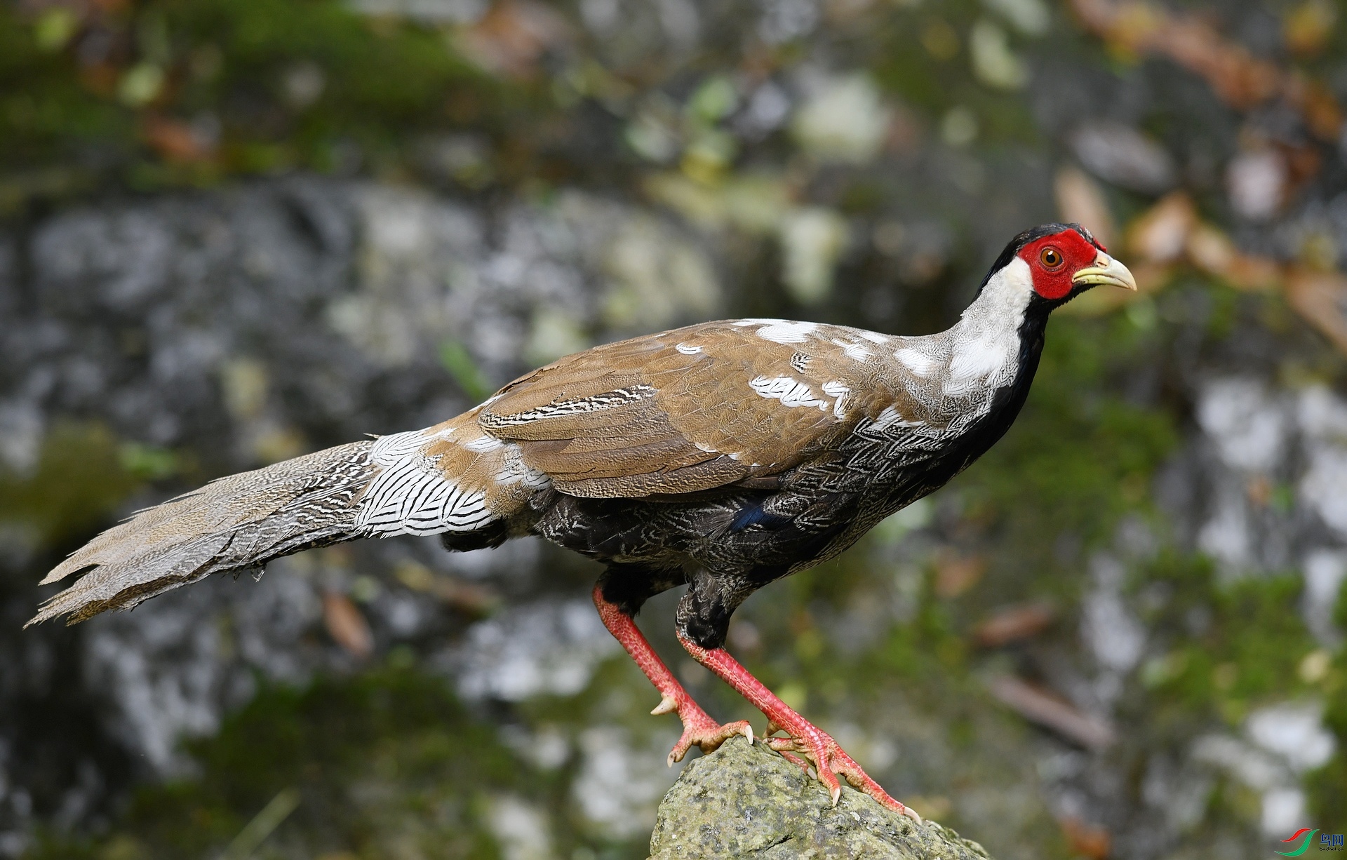 DSC_7793.jpg