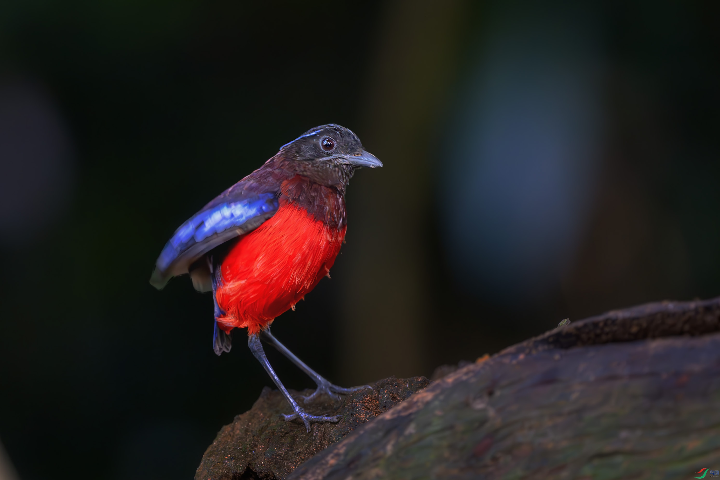 _DSC9467-����ǿ-NR-2 ����1.jpg