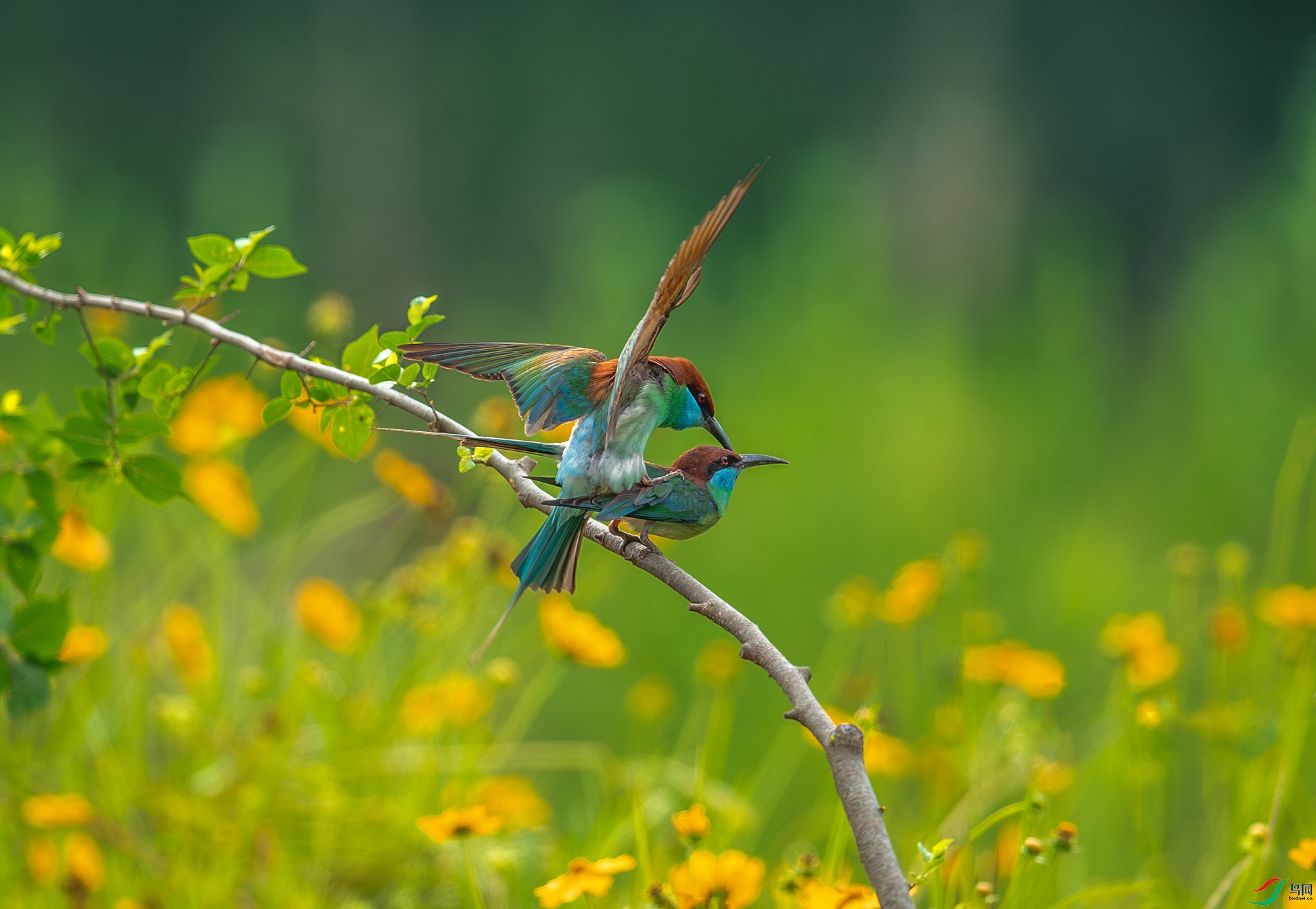 DSC_2723-����ǿ-NR.jpg