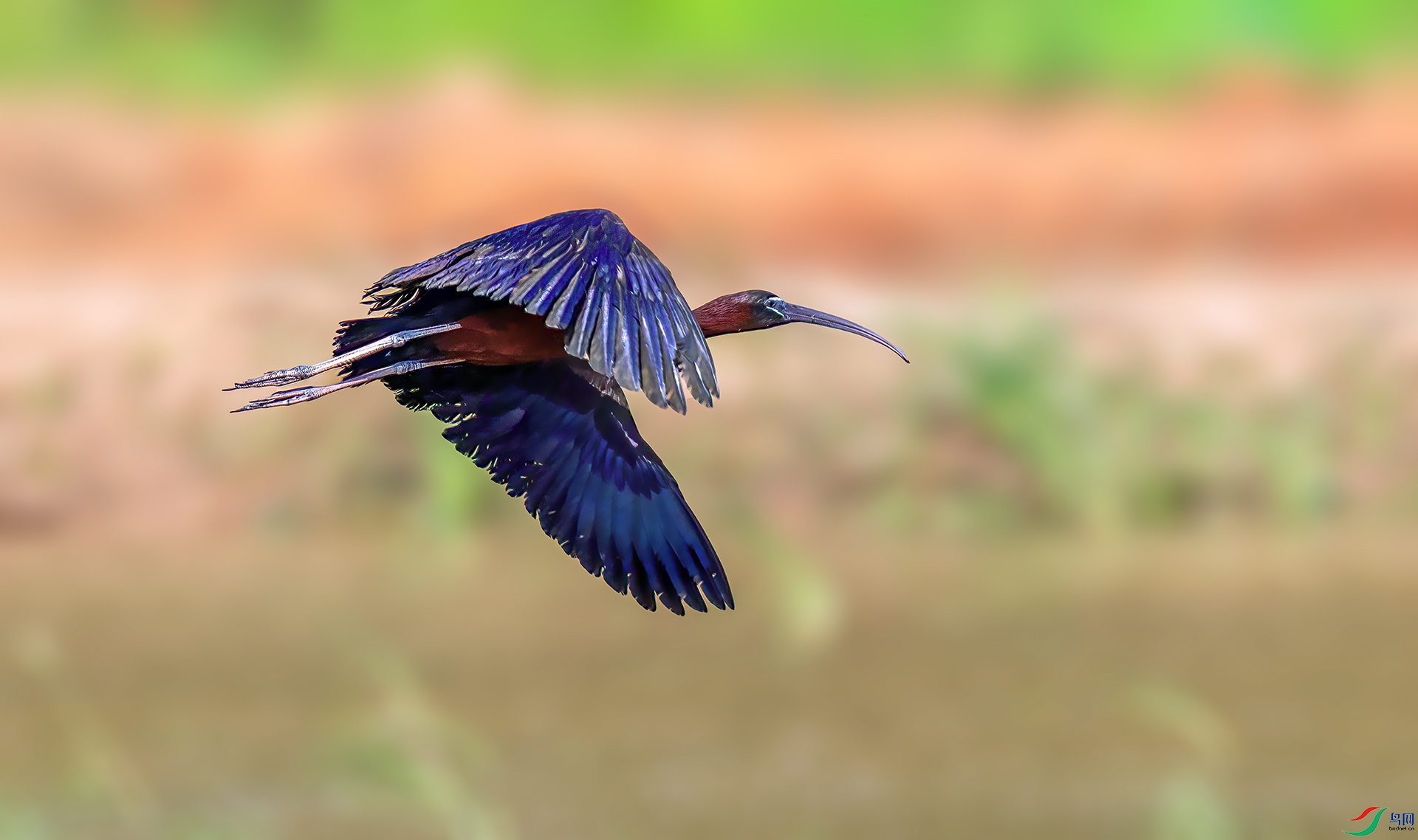 060A8335 ����-Sh---1 .jpg