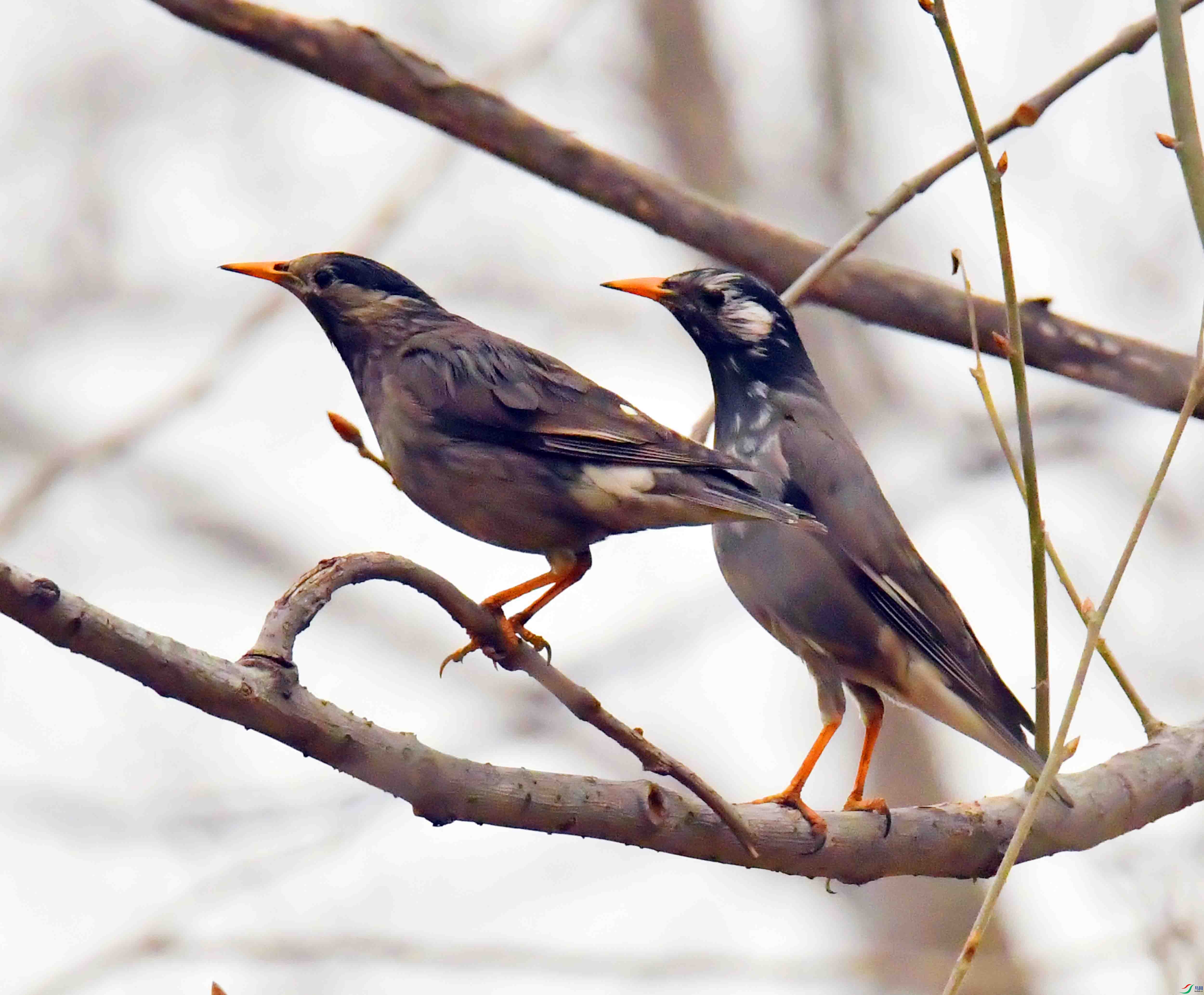 DSC_3062.JPG