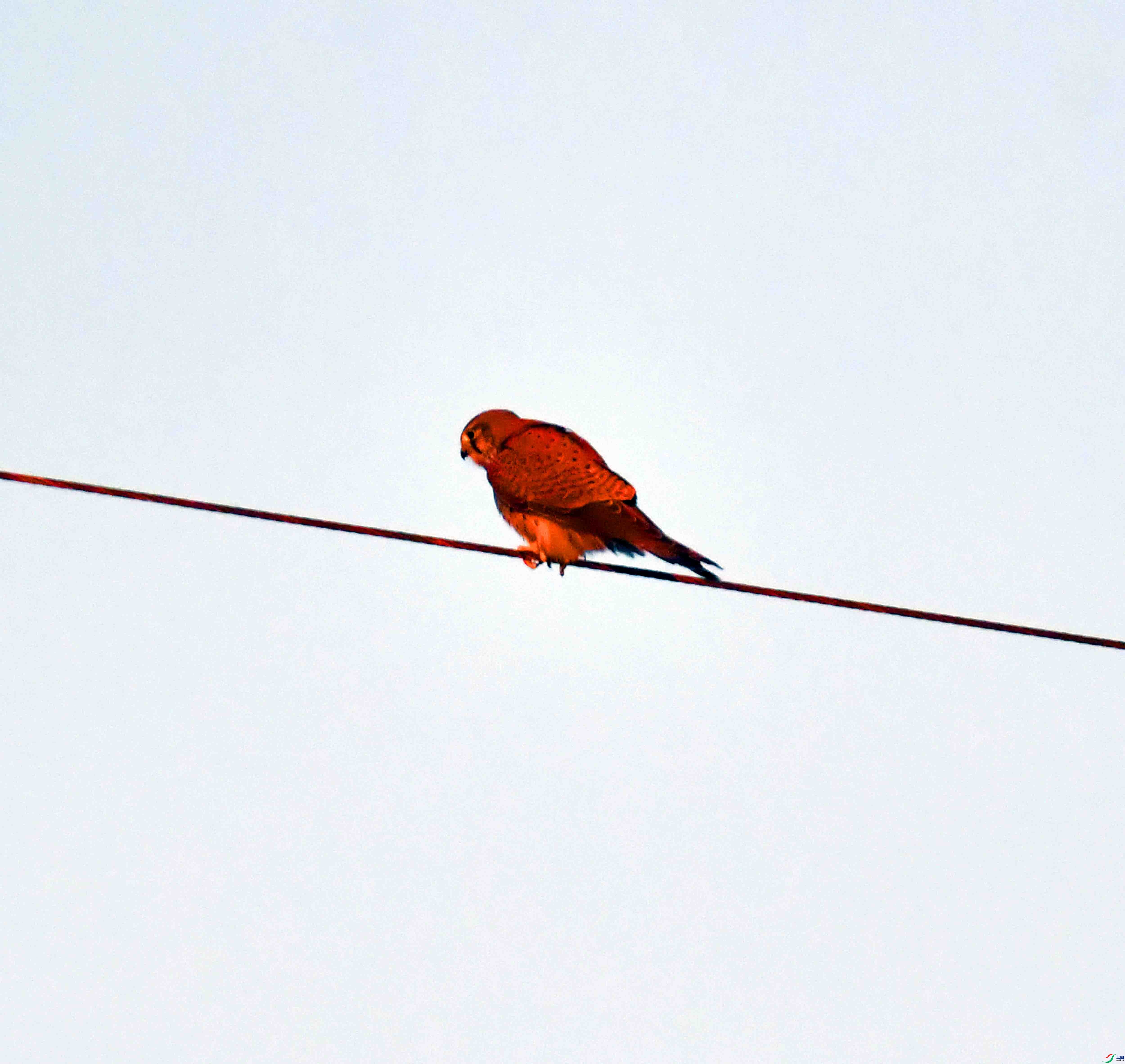 DSC_9274.JPG