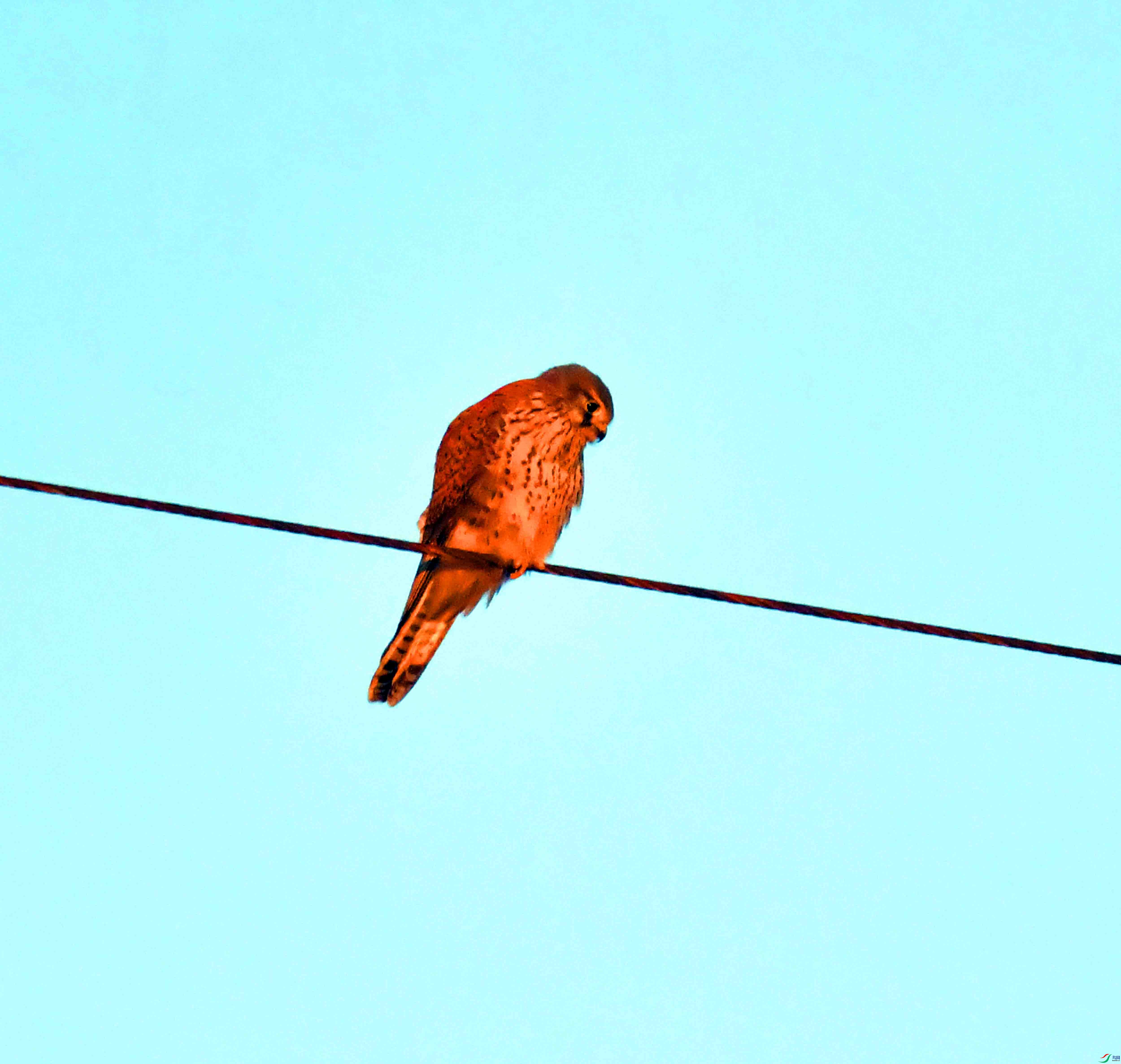 DSC_9275.JPG