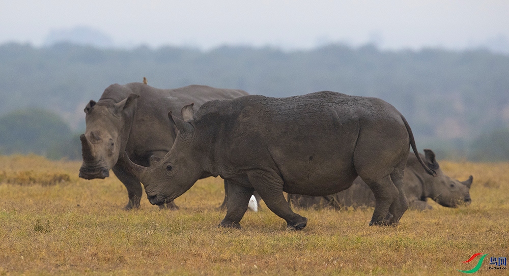 ����Ϭţ (20).jpg