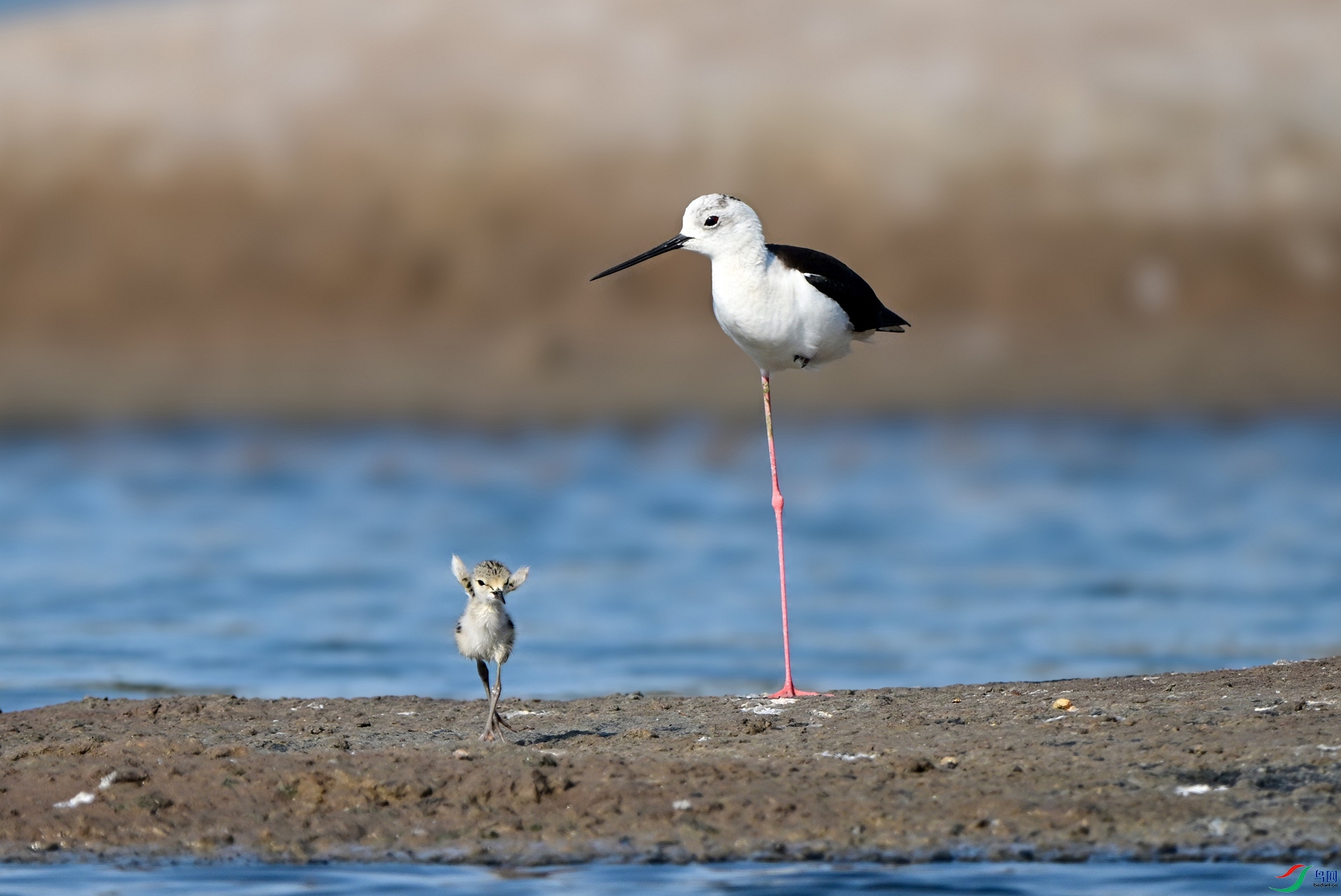 DSP_2061  ����ͯ��.JPG