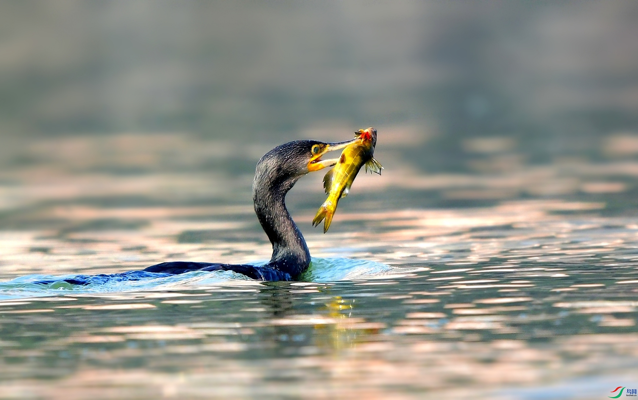 DSC_7743_conew4.jpg