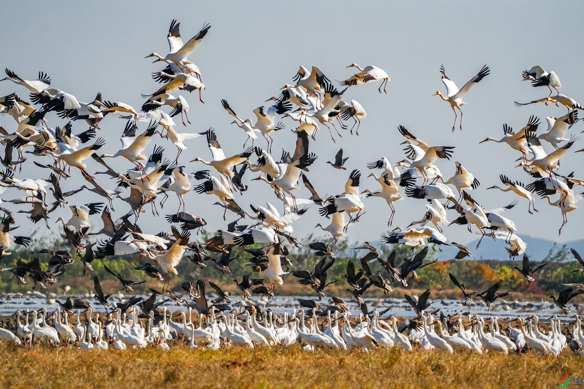 DSC09113 ���� 21111.jpg