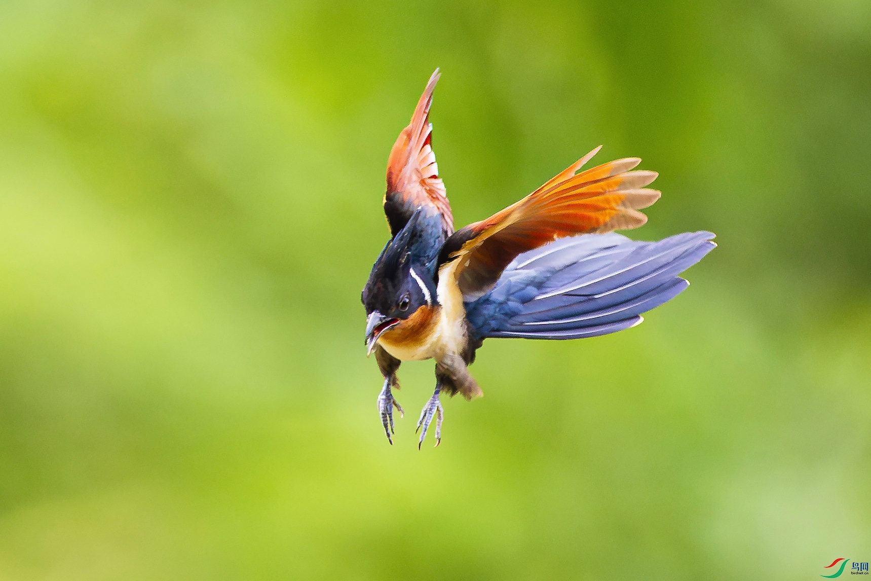 ����ͷ��