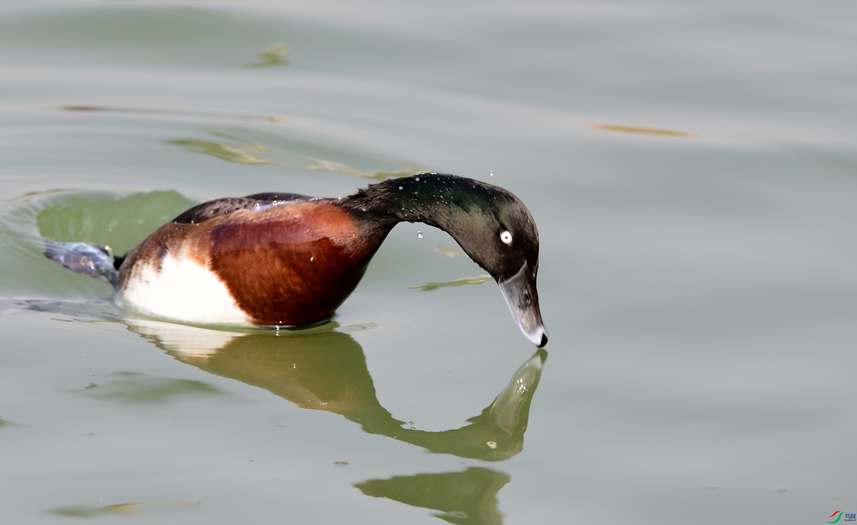 DSC_3283_conew3.jpg