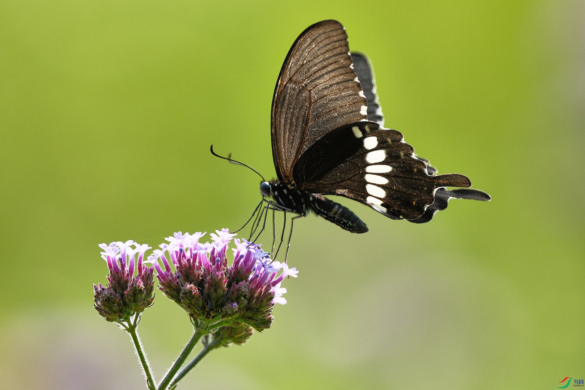 DSCF5518.jpg