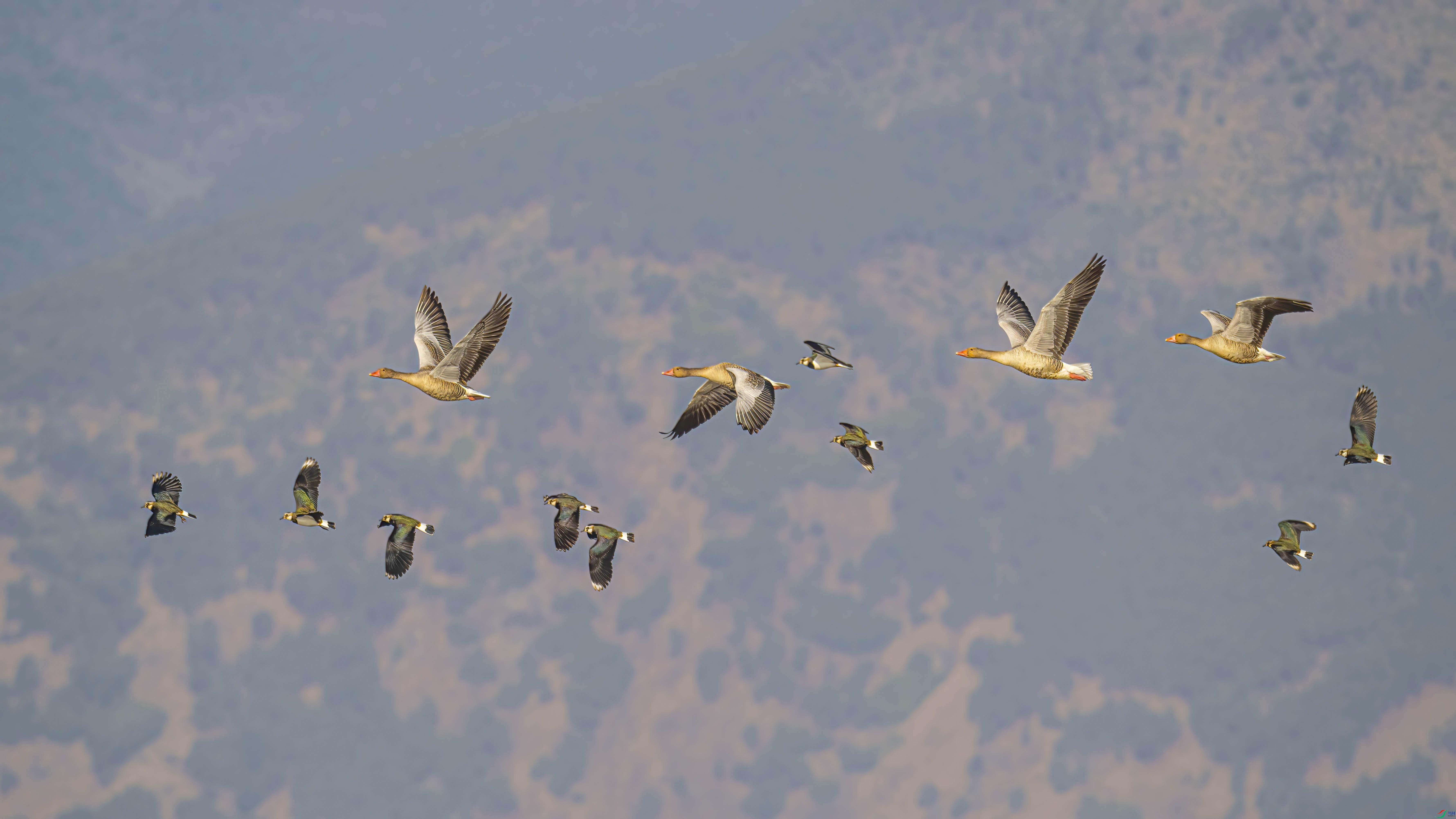 ��������