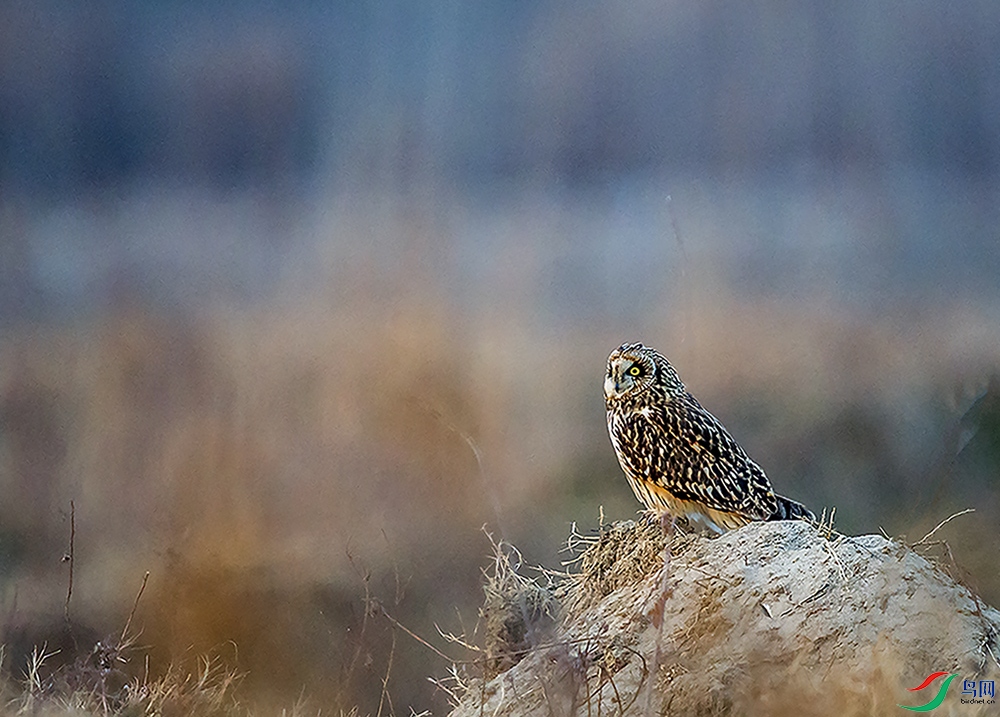 DSC_9556.jpg
