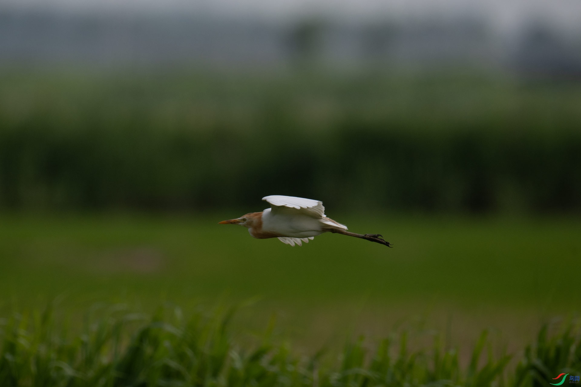 _DSC5338-1x3.jpg