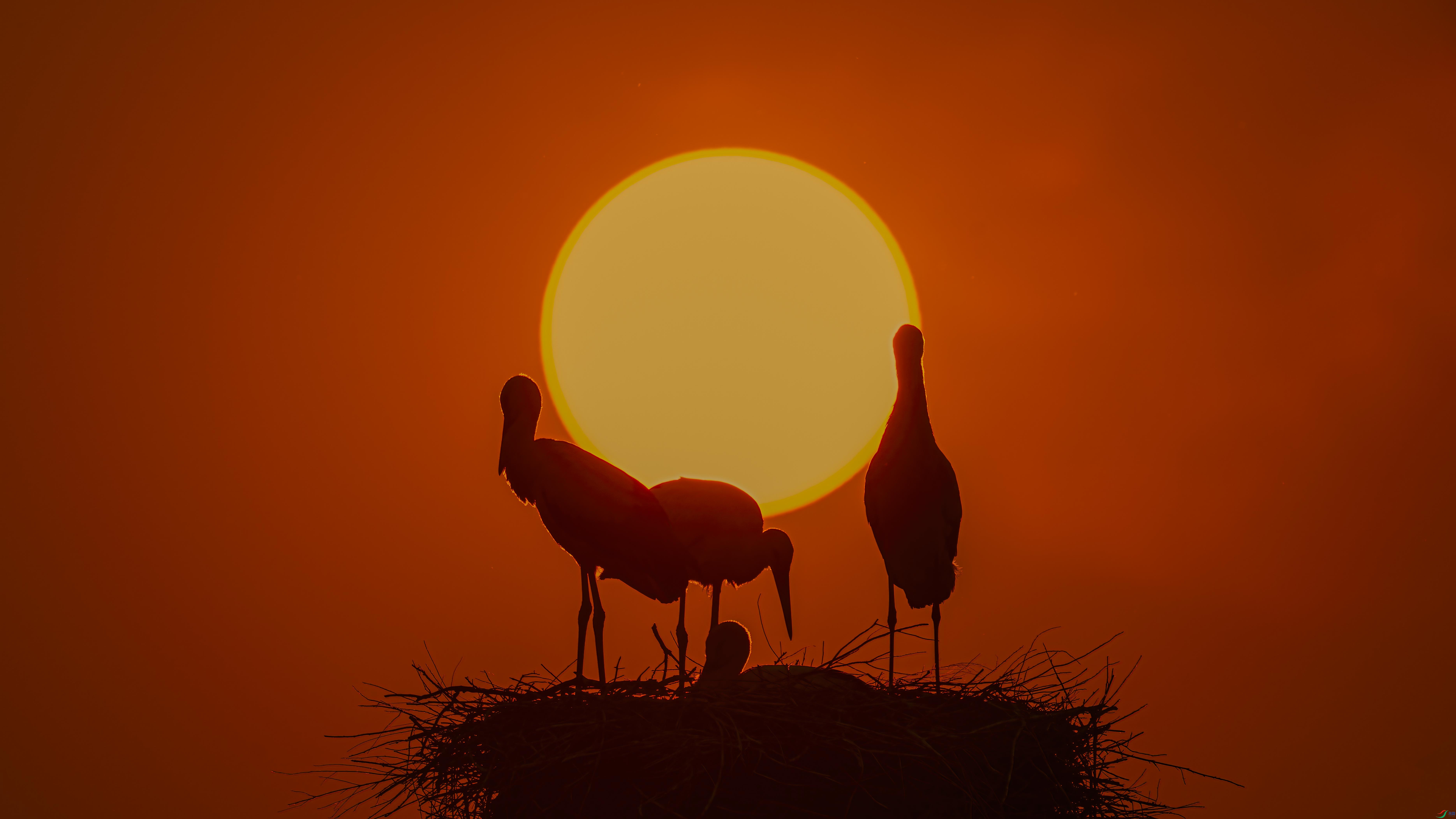 Ϧ�����޺�