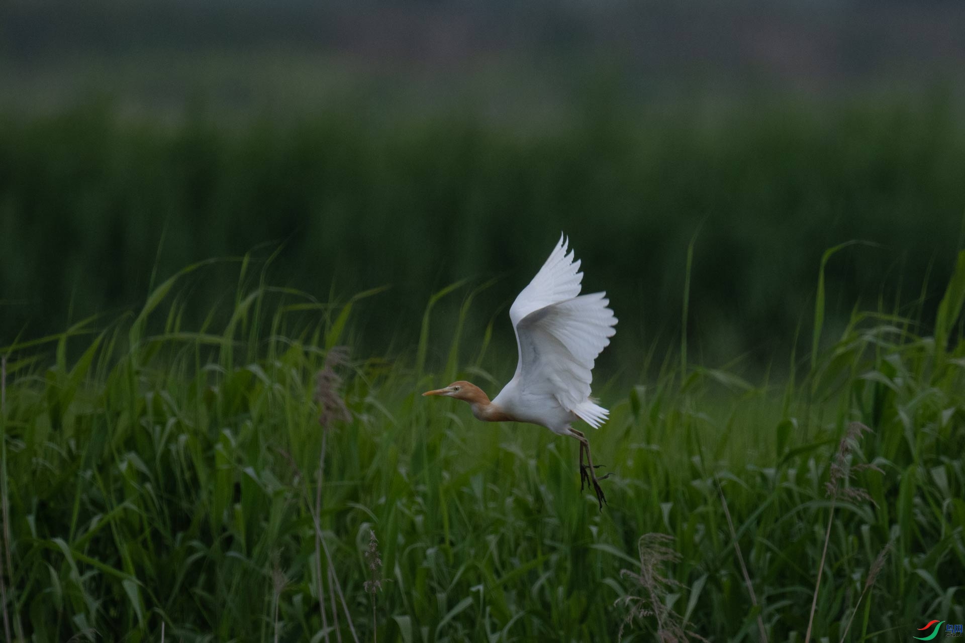_DSC6002-1x18.jpg
