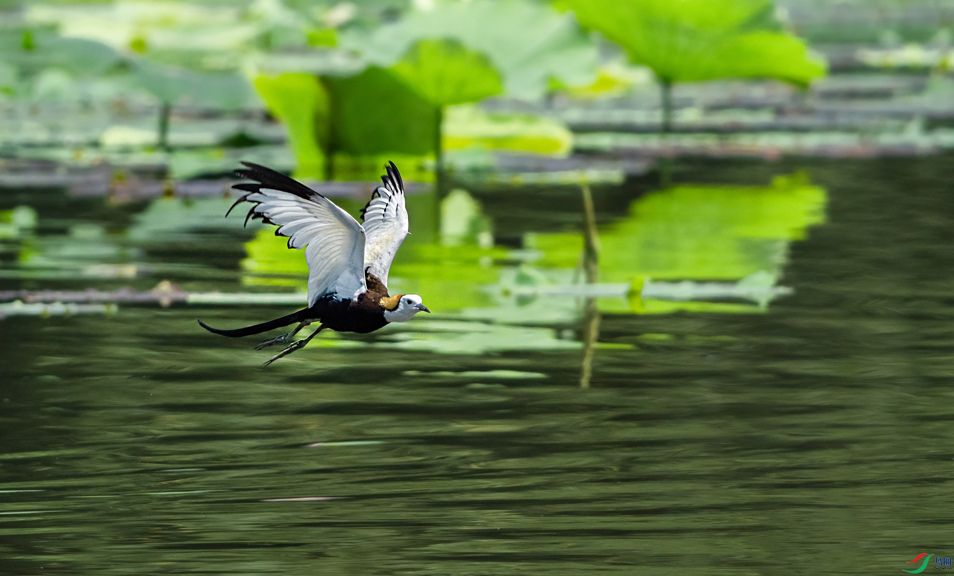 DSC01067 a_����.jpg