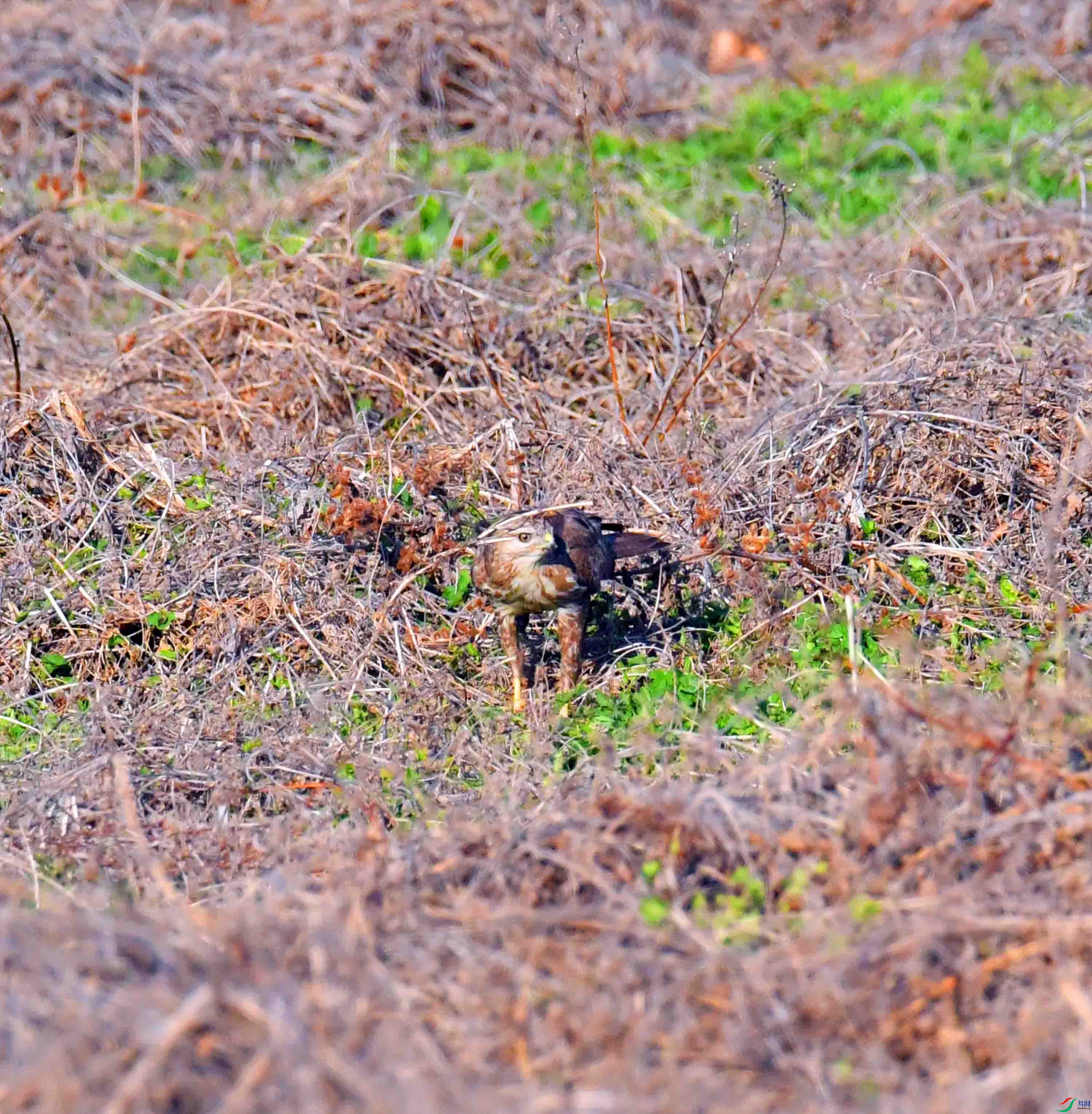 DSC_7800.JPG