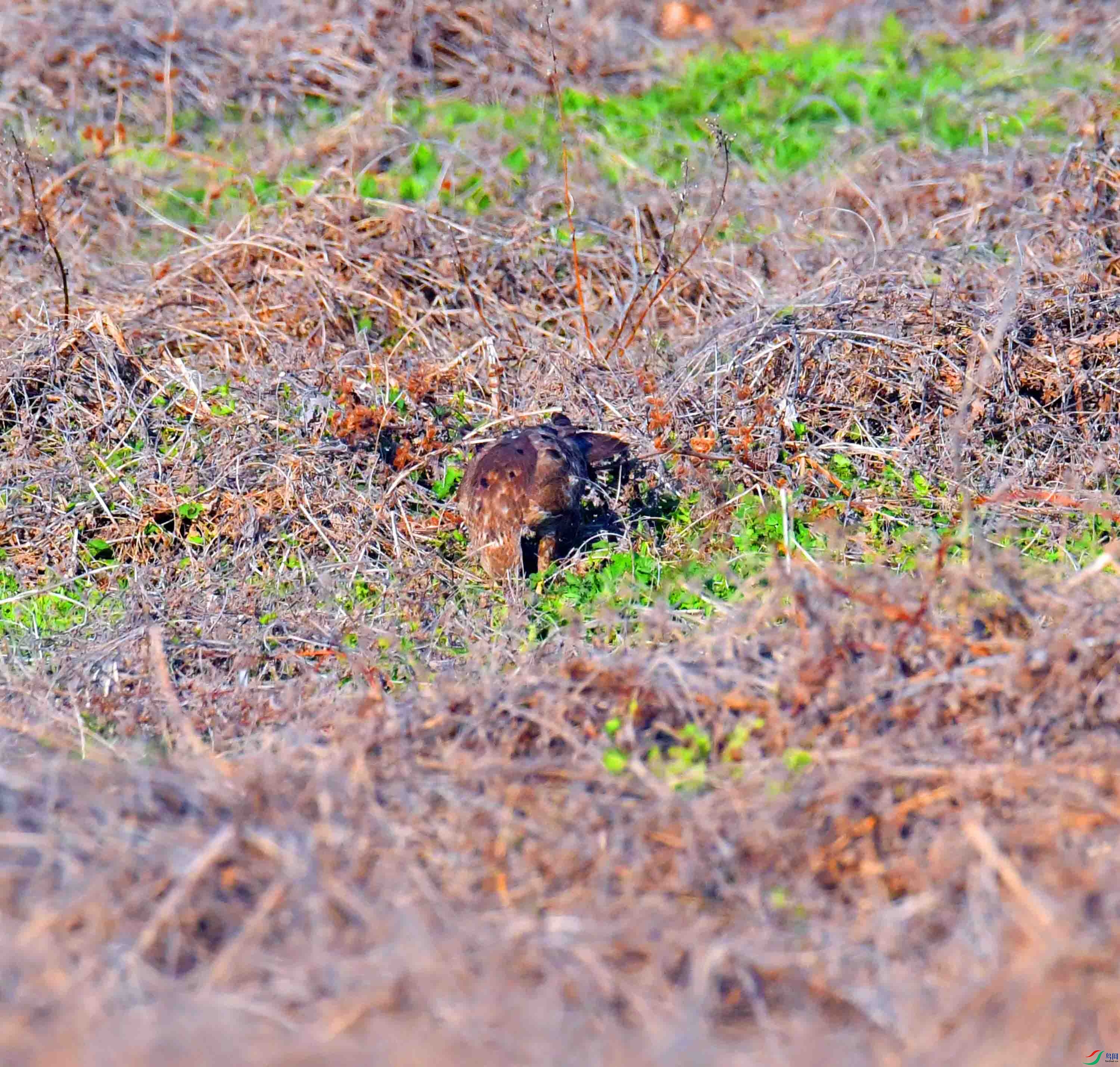 DSC_7801.JPG