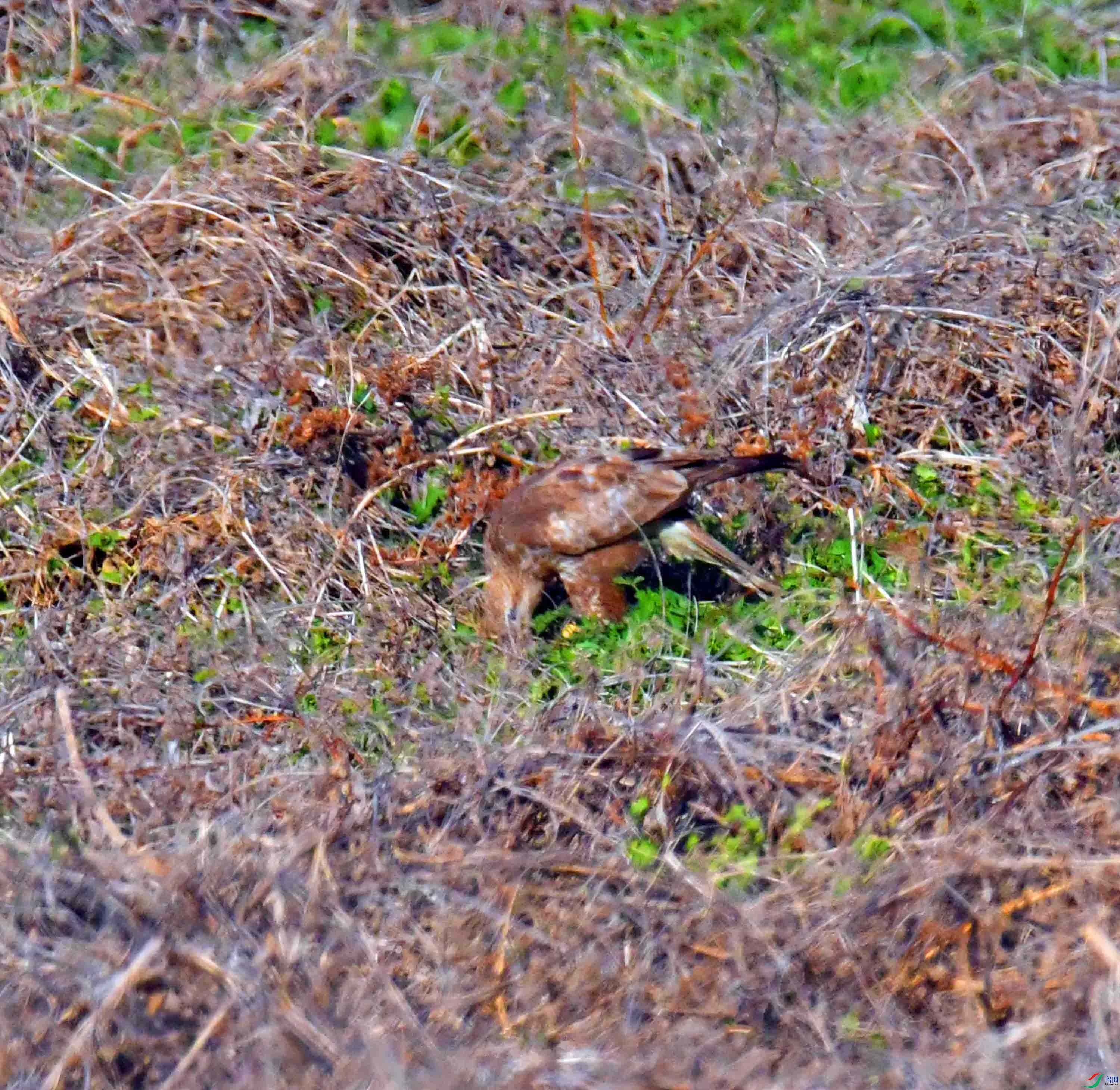 DSC_7971.JPG