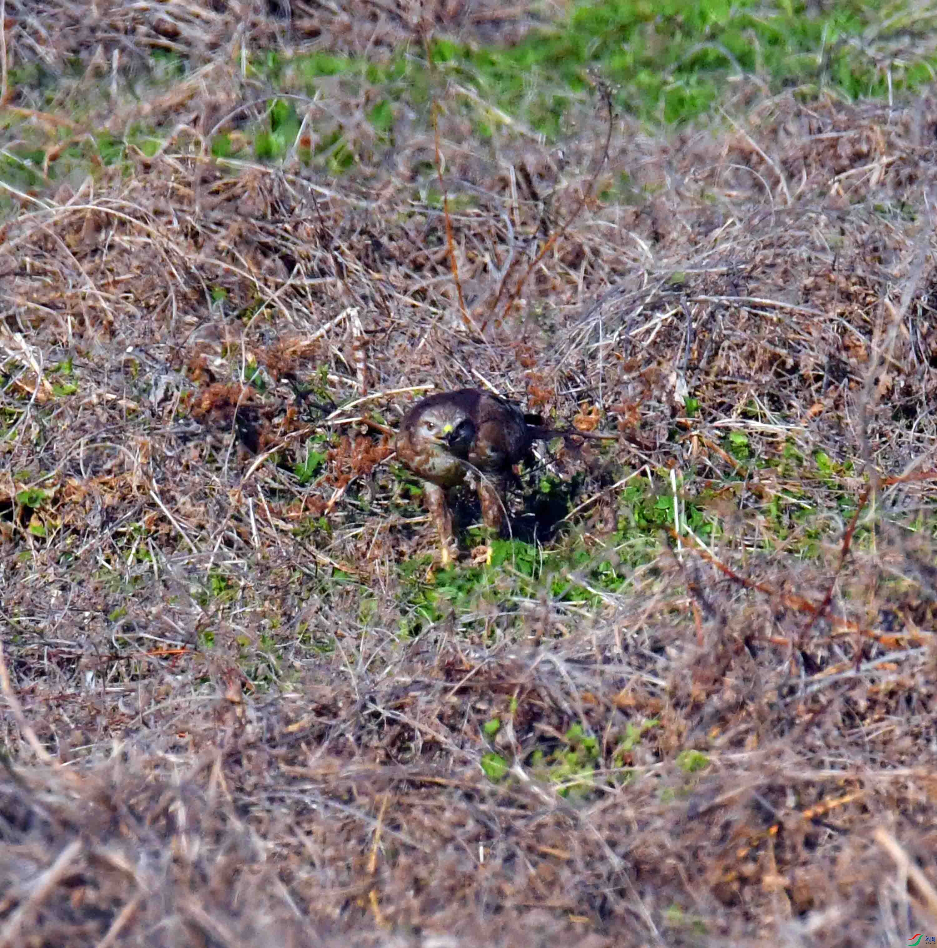 DSC_8006.JPG