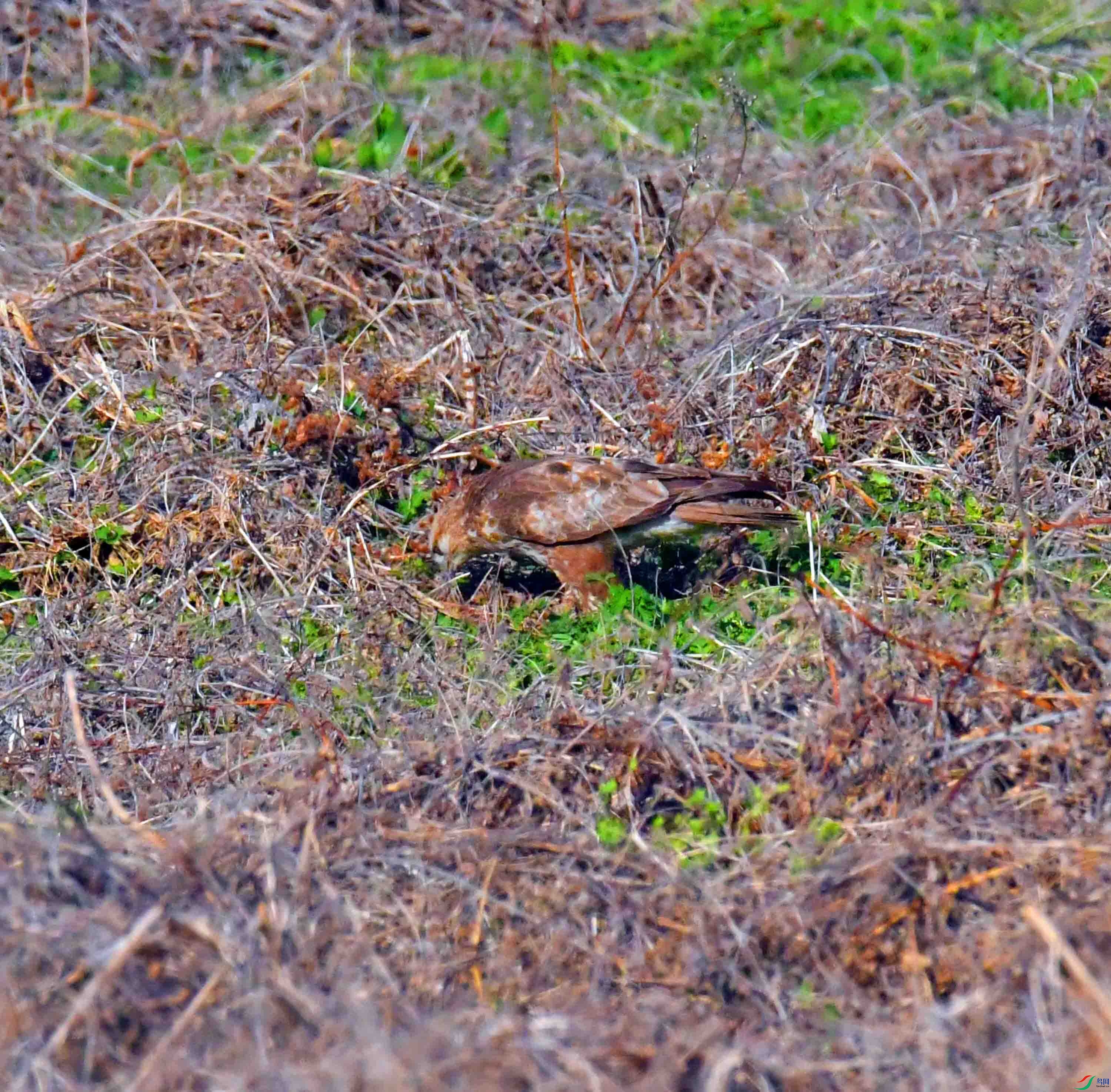 DSC_8072.JPG