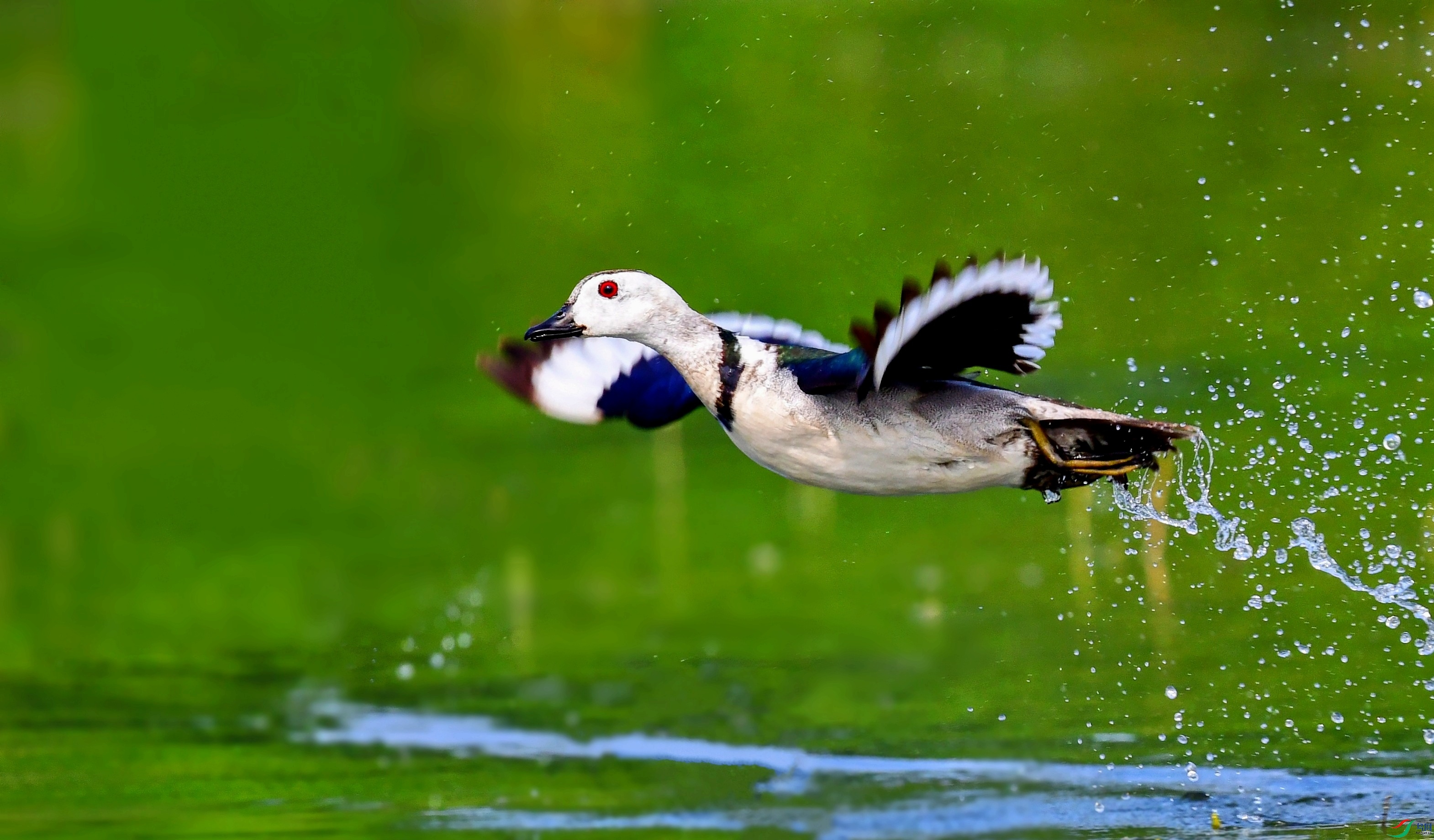 DSC_4877_conew9.jpg