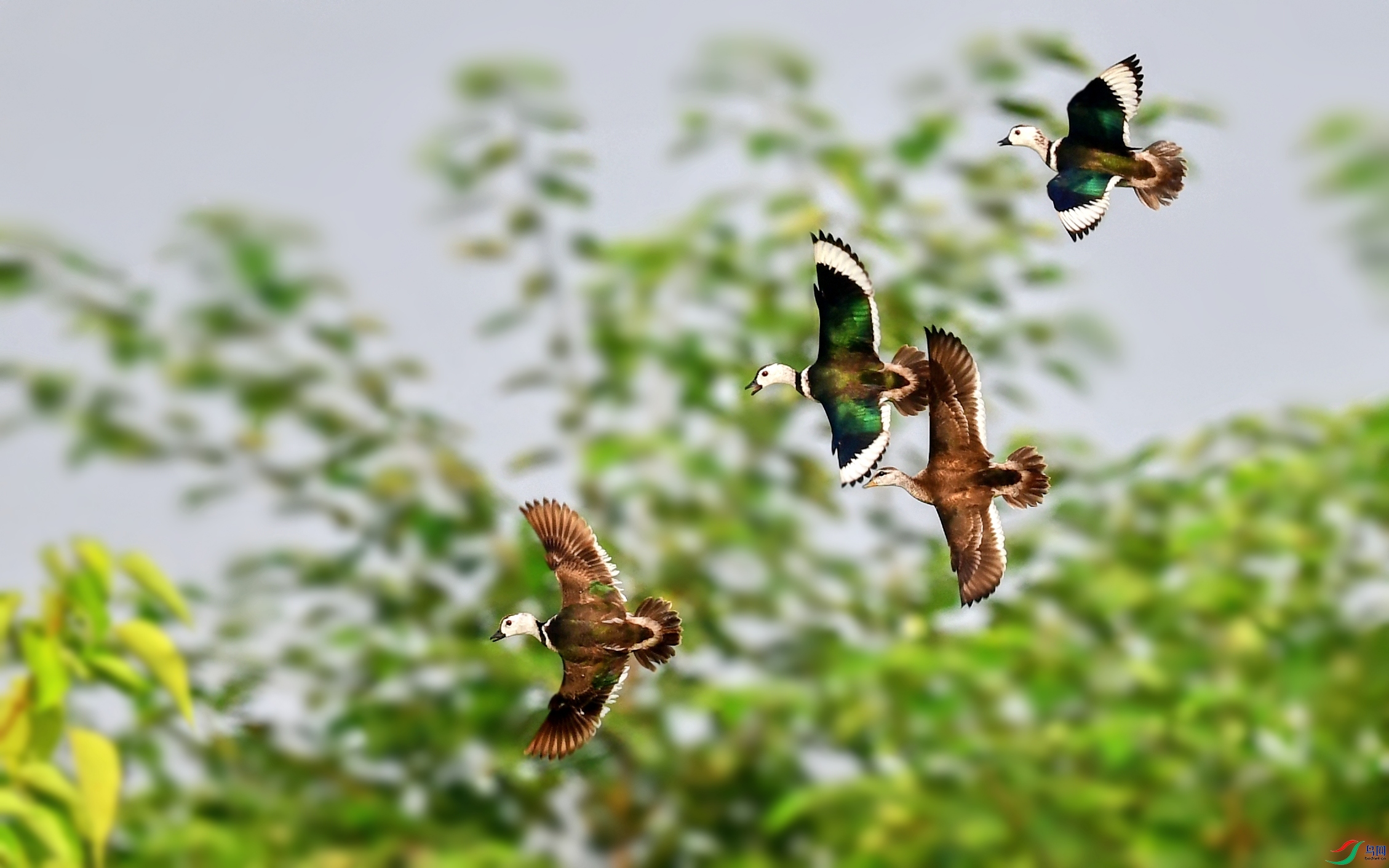 DSC_3879_conew3.jpg