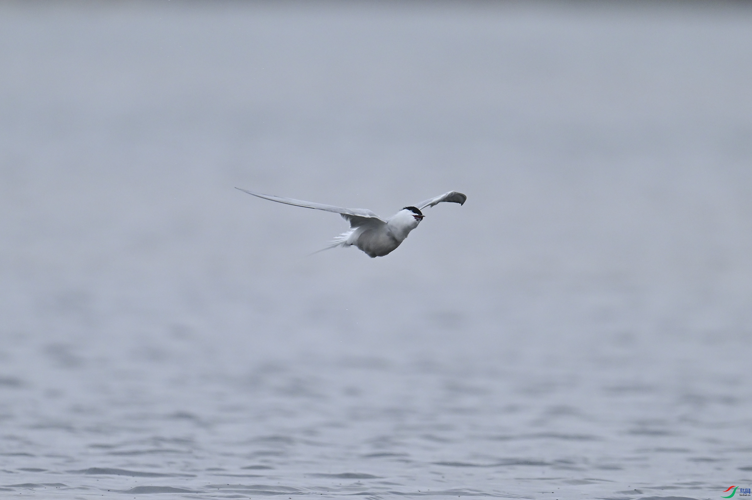 DSC_1554.jpg