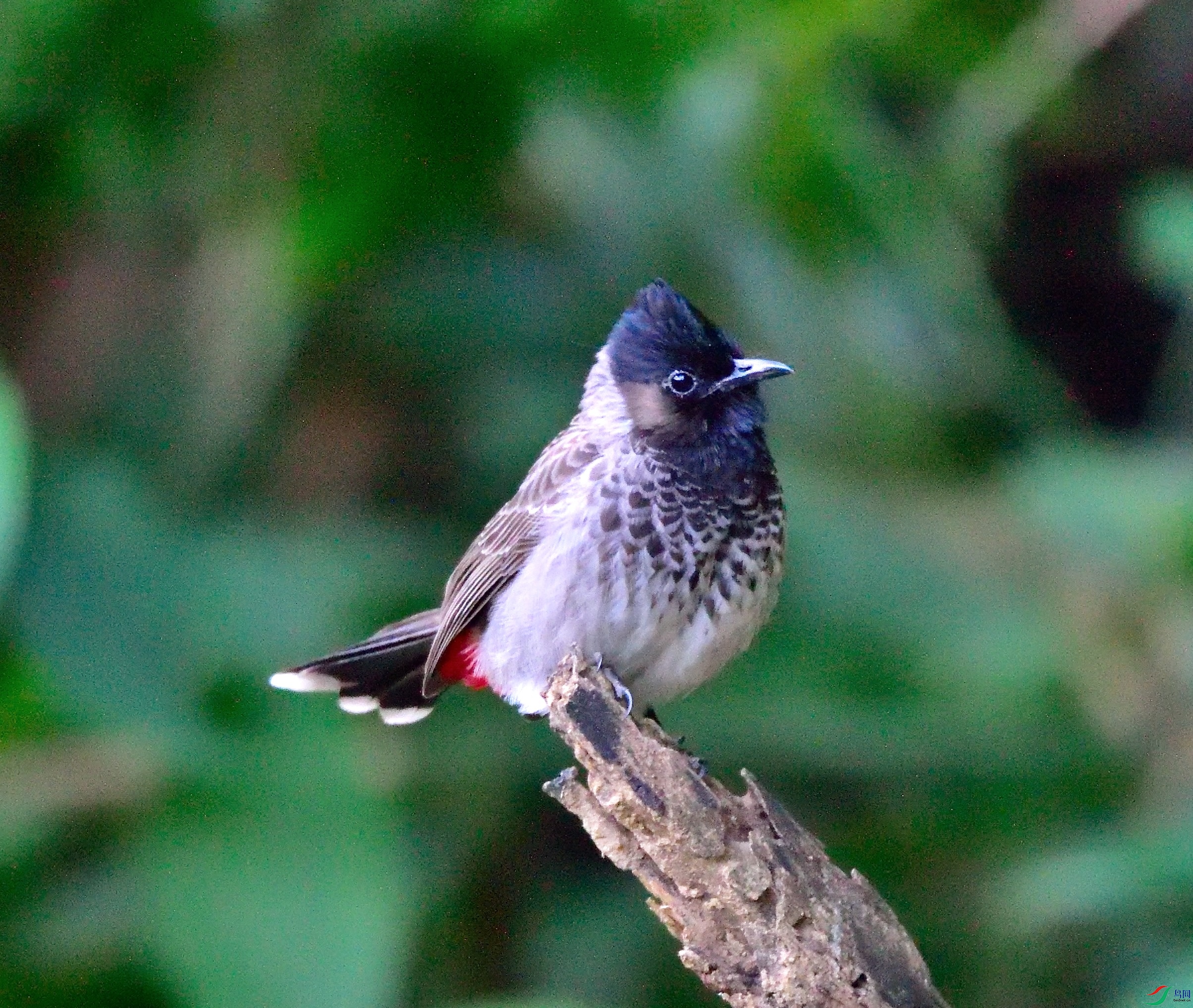 DSC_1905.JPG