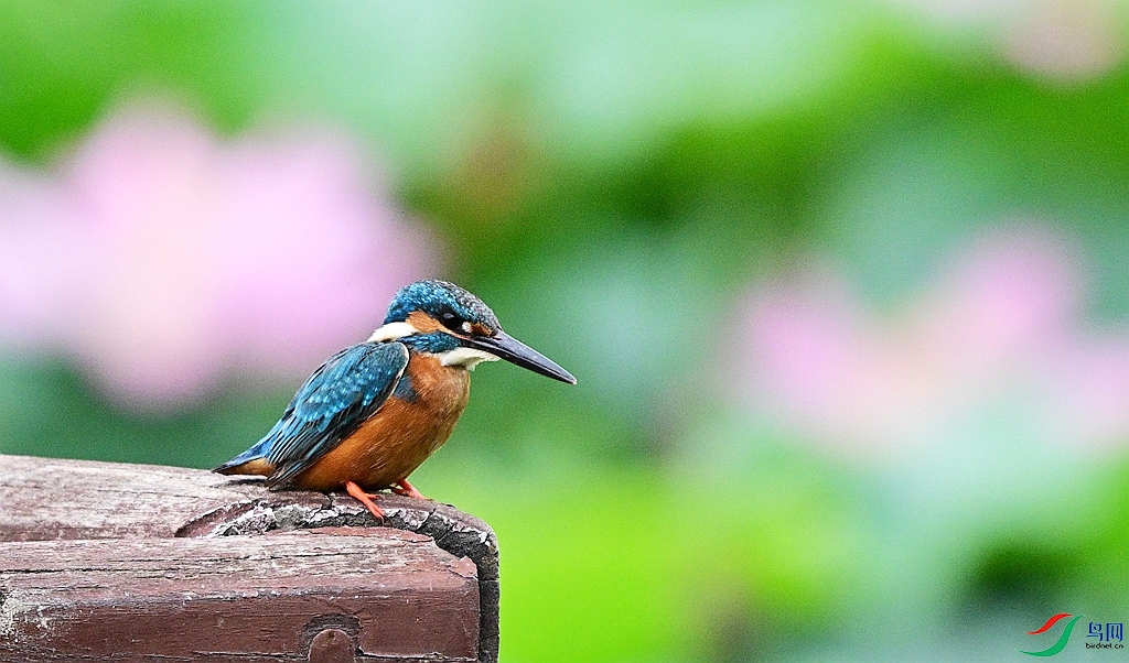 DSC_8279.JPG