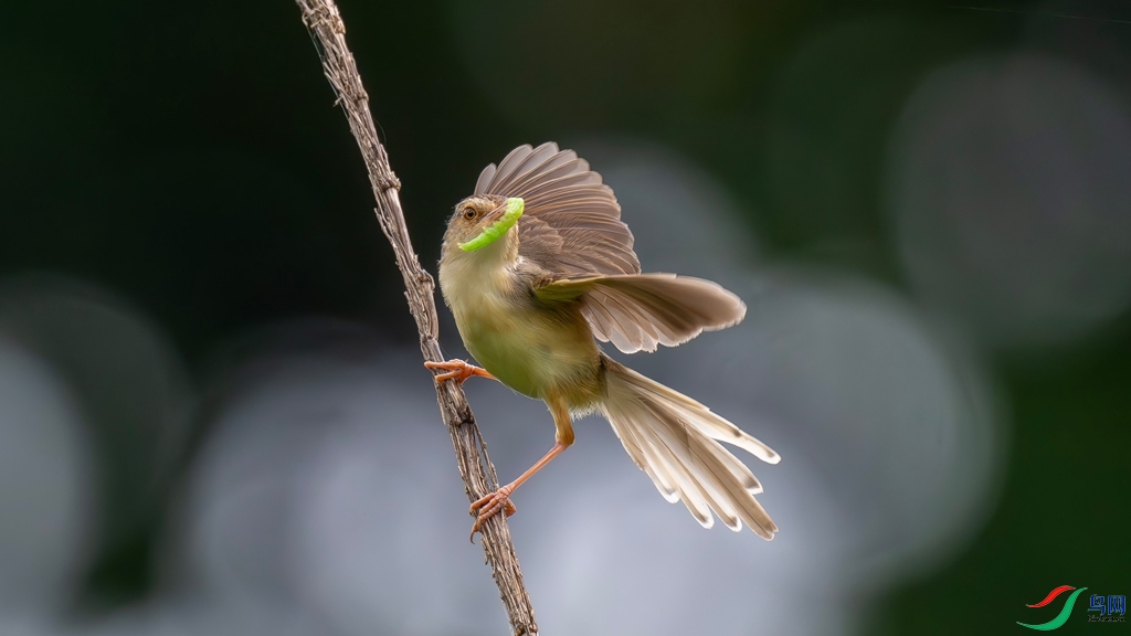 DSC_3423_����.jpg