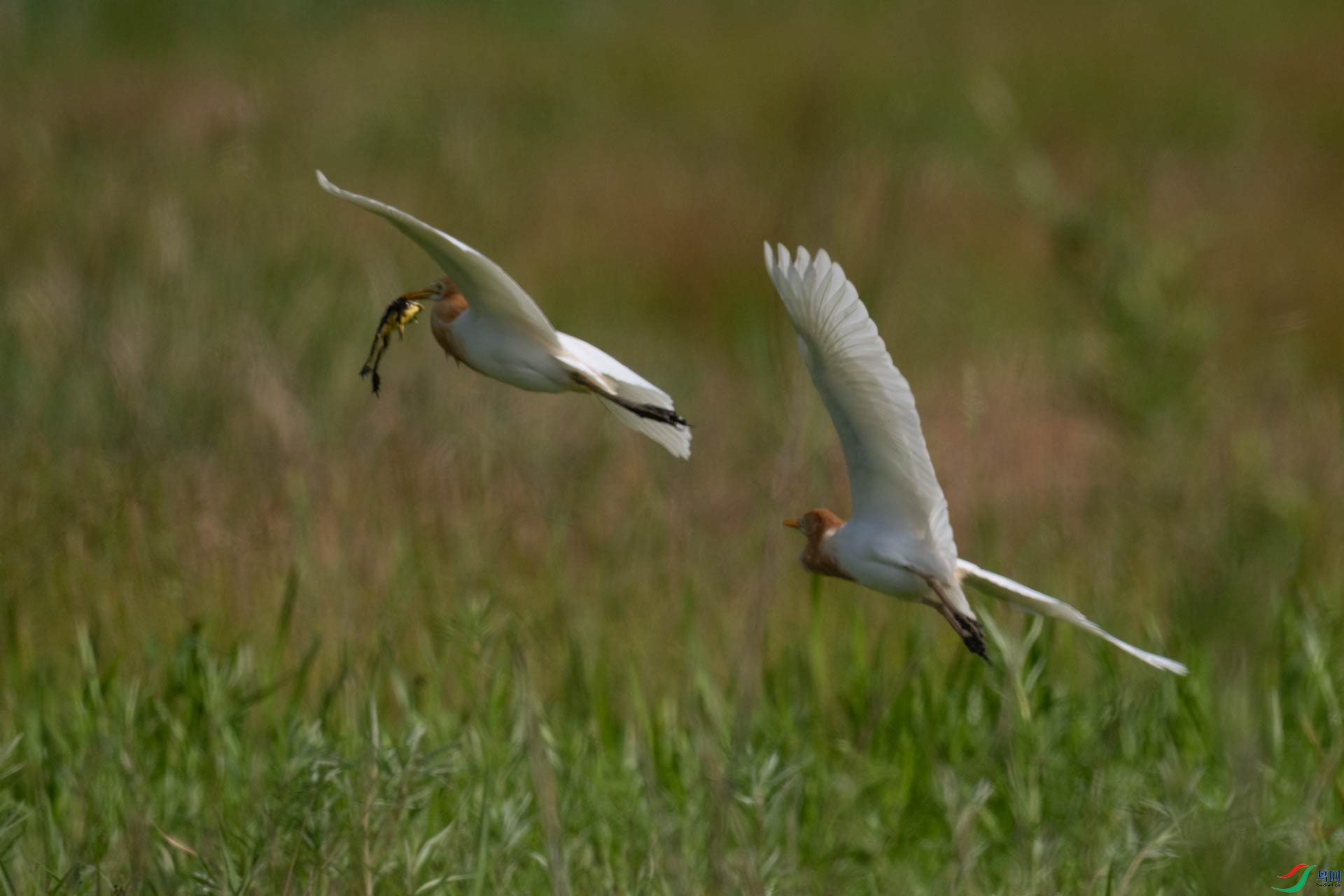 _DSC7006-1x8.jpg