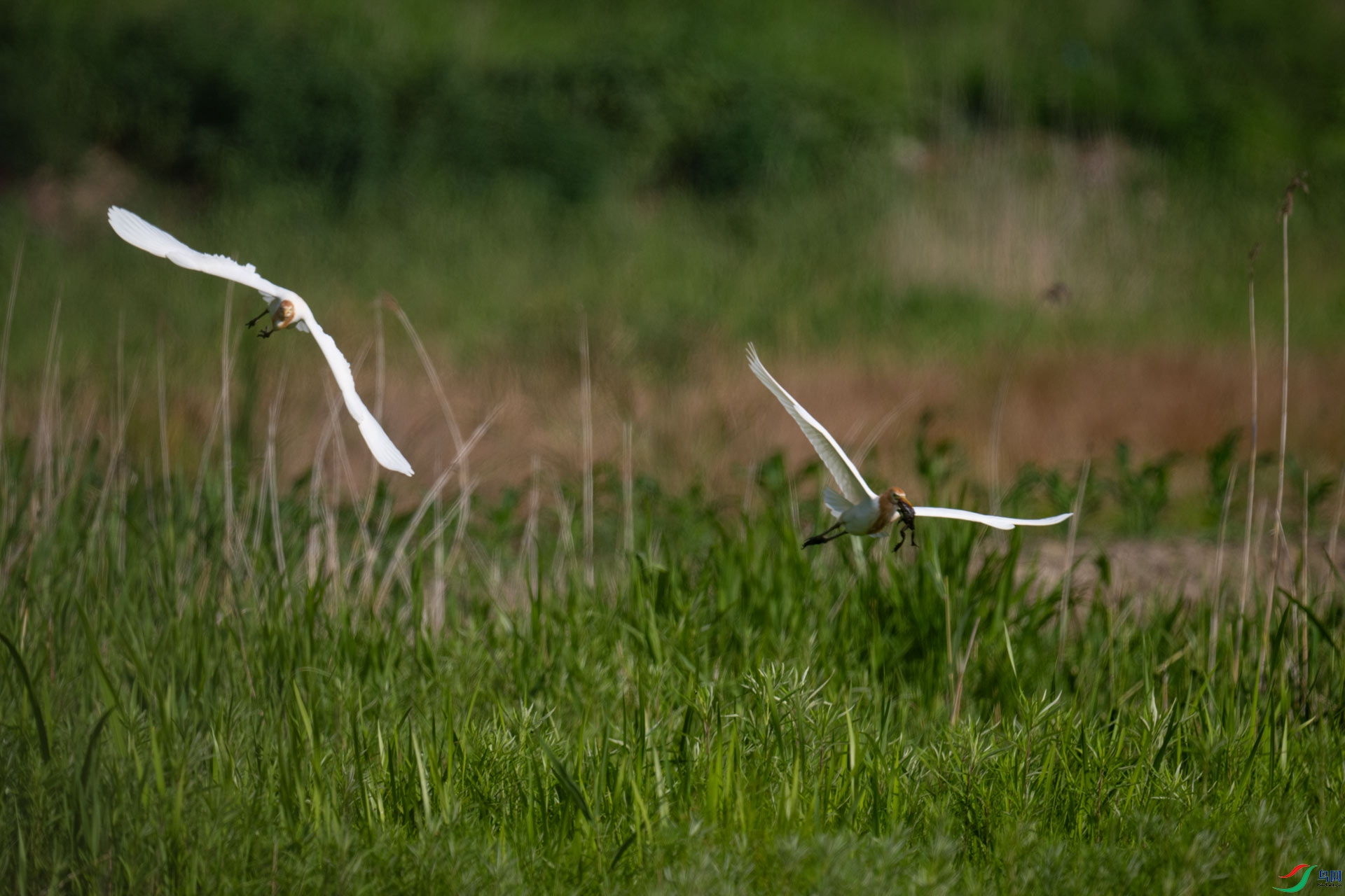 _DSC7023-1x19.jpg