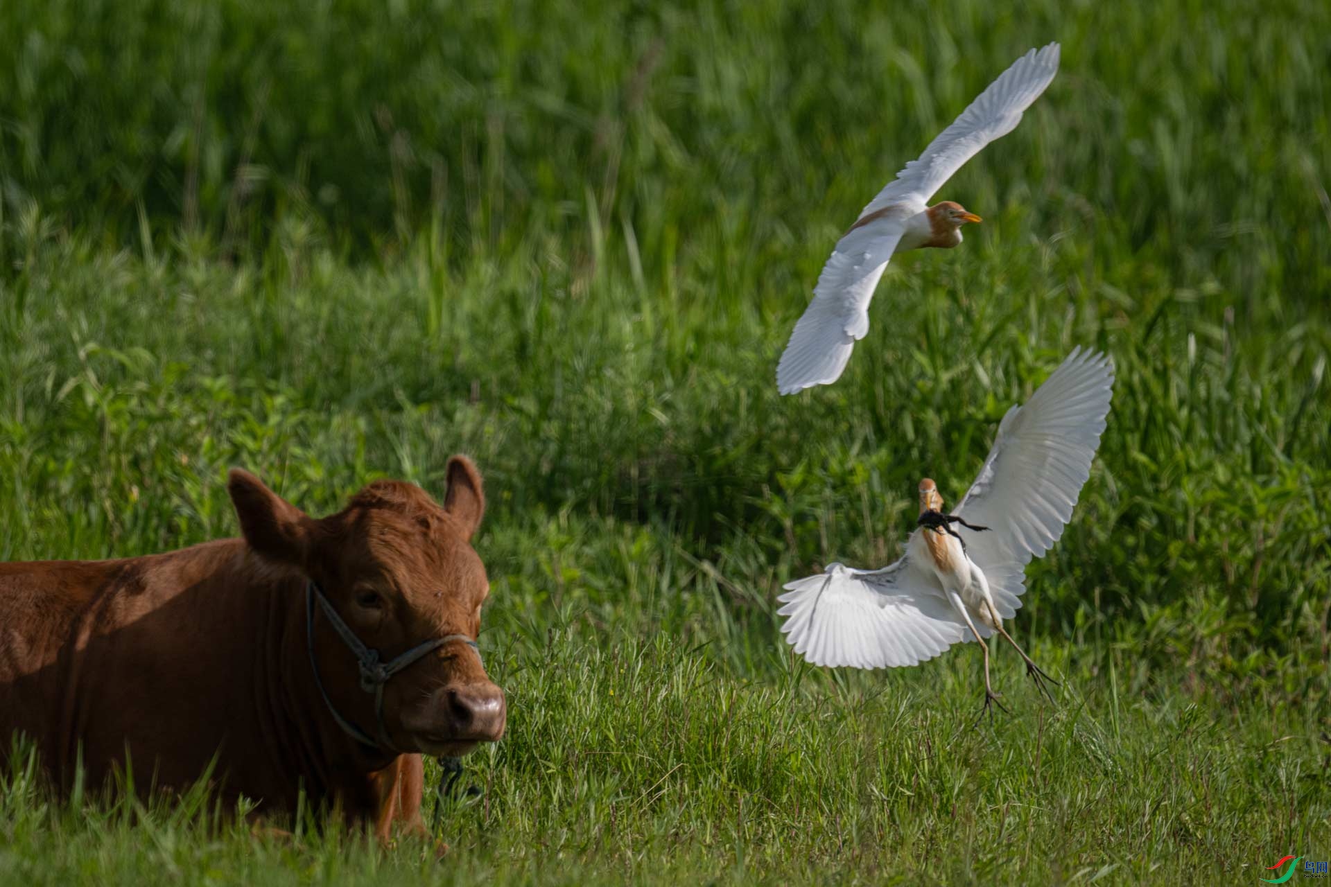 _DSC7060-1x24.jpg