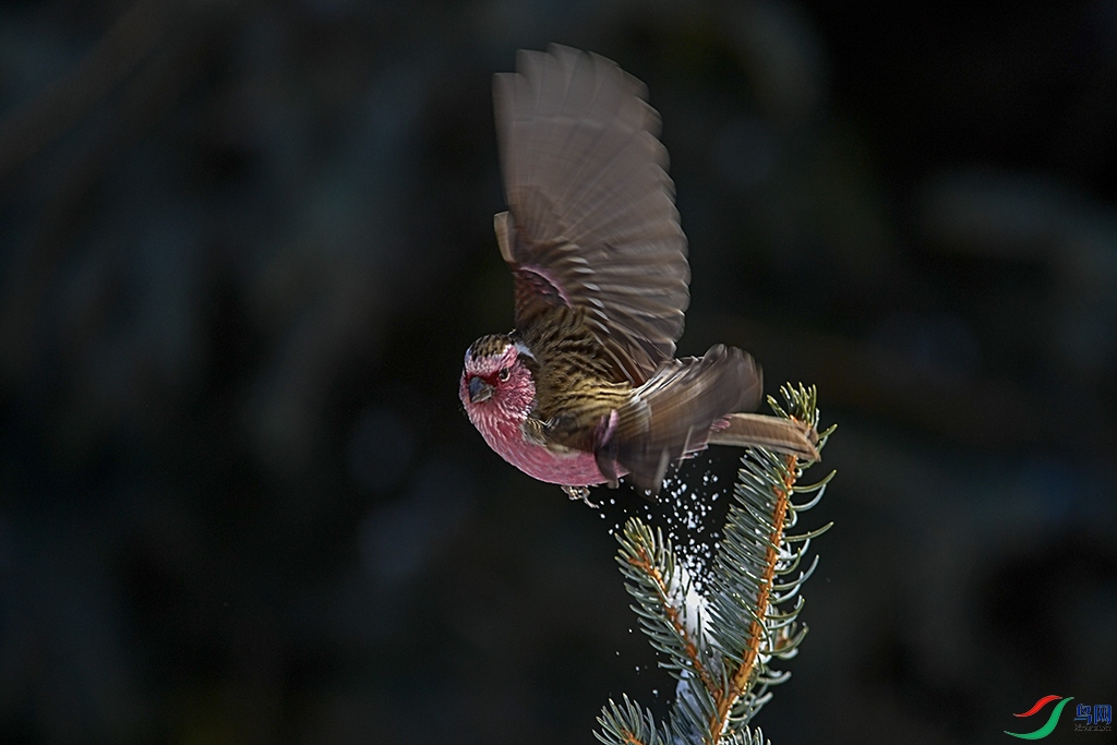 DSC_4120-1.jpg
