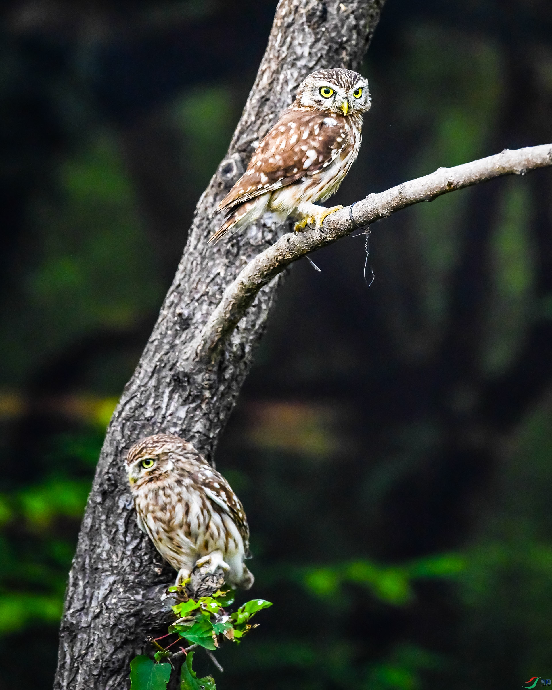 ���Ƹ�С�^