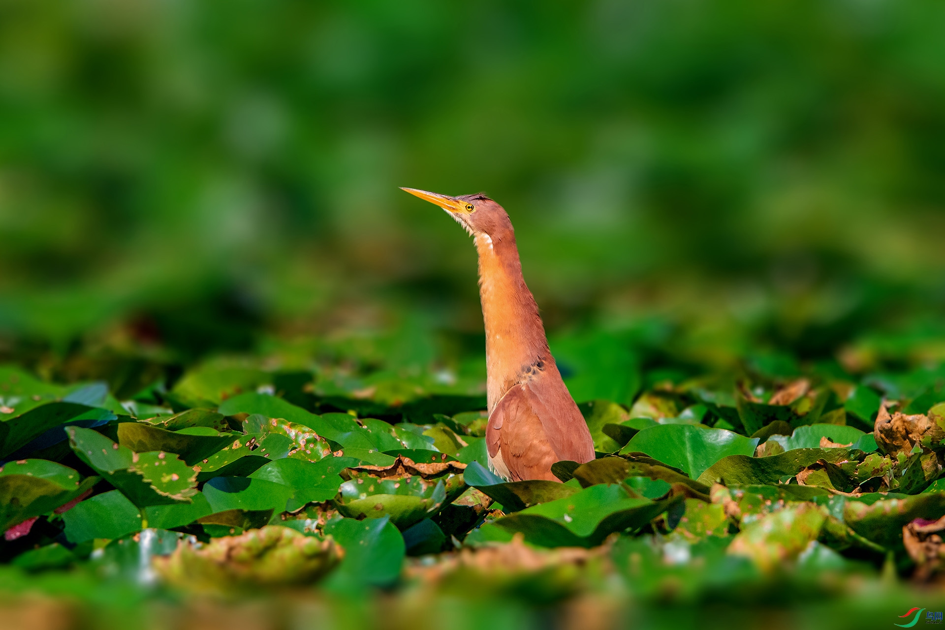 _AUU9505��έ�Z(24.8.15).jpg
