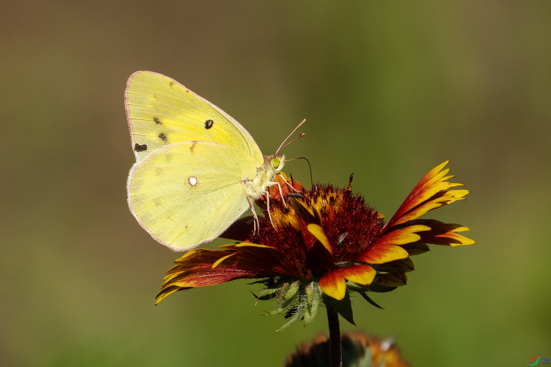 DSC_0887 ����.jpg