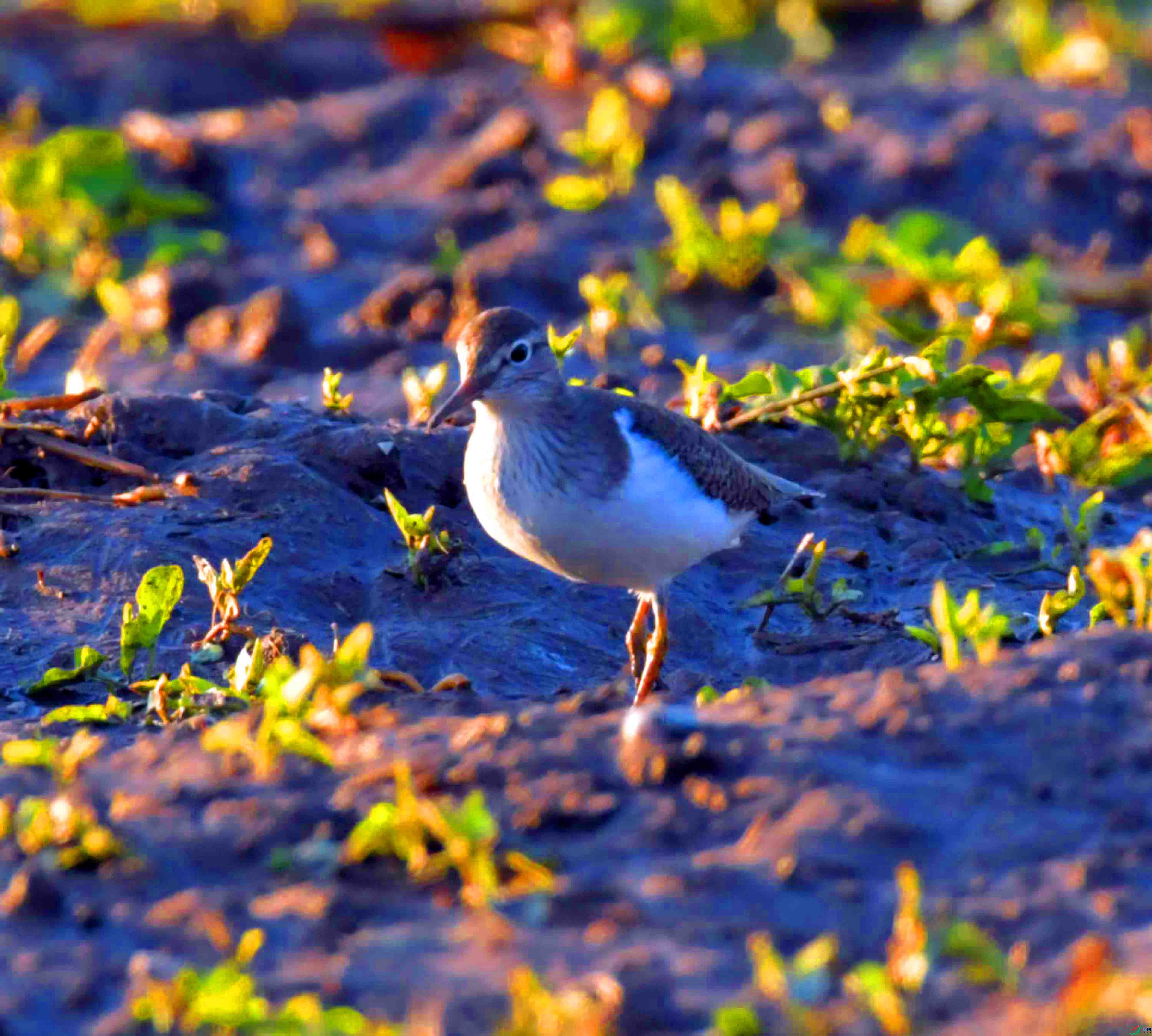 DSC_0276.JPG