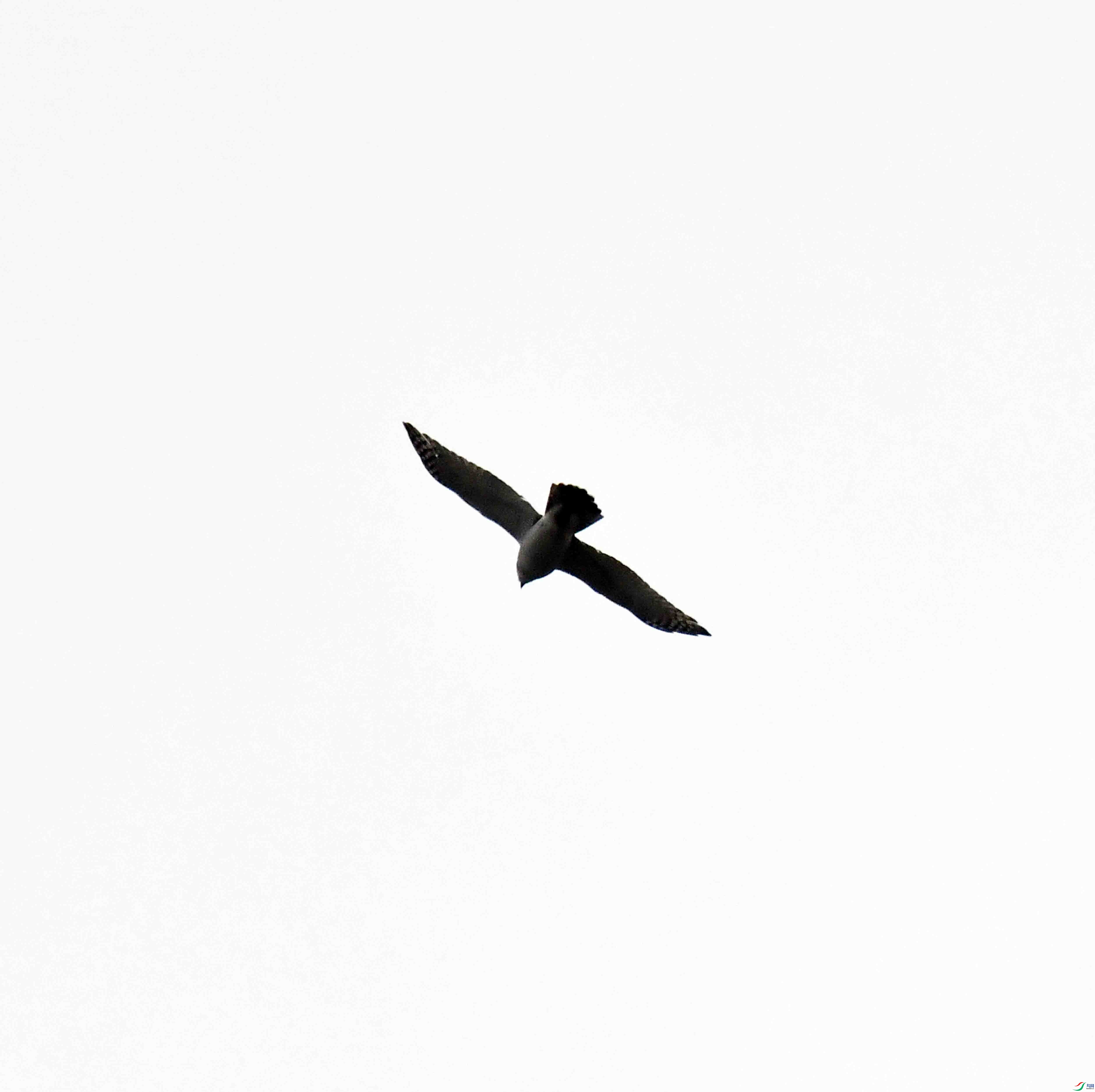 DSC_7077.JPG