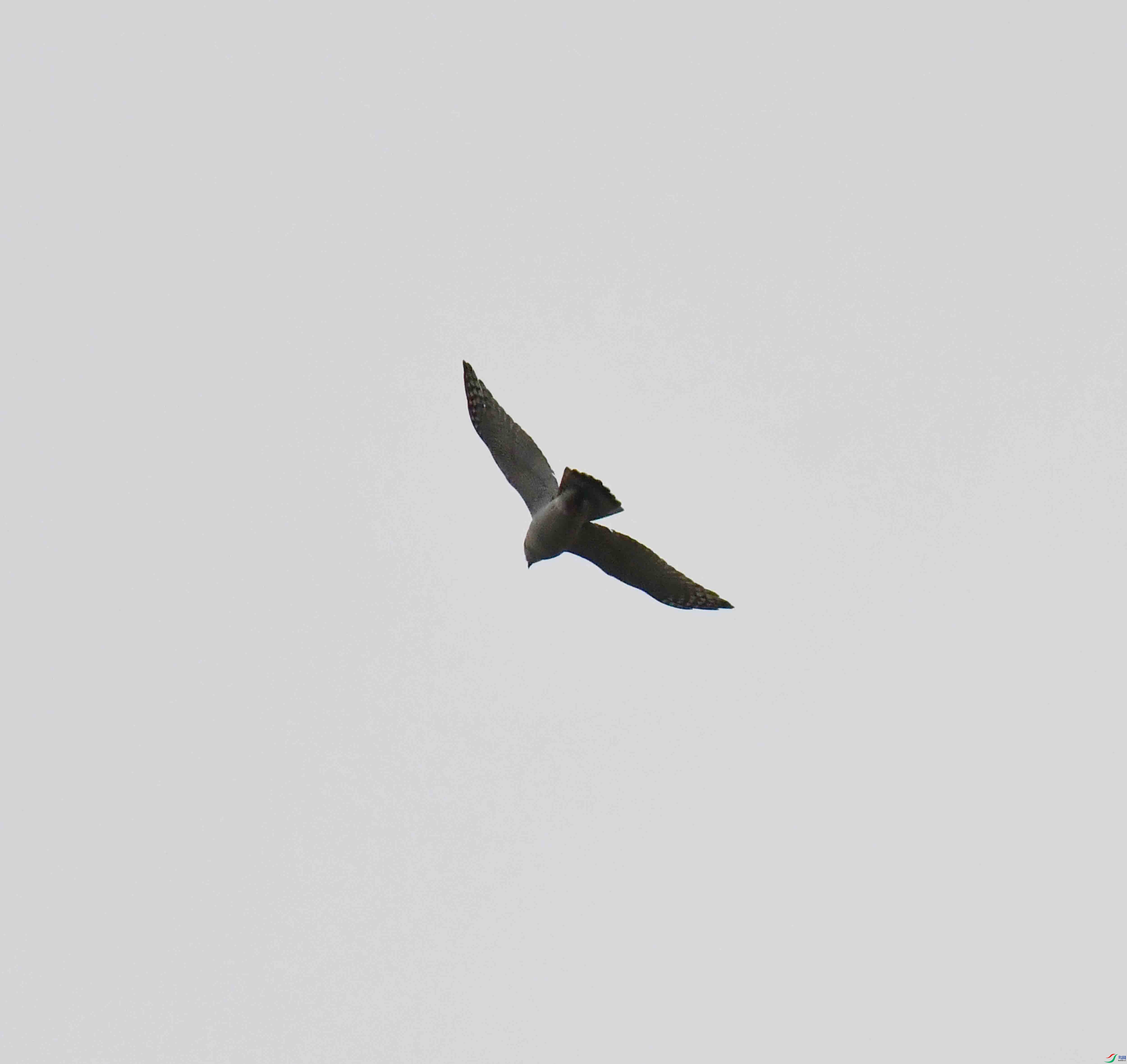 DSC_7076.JPG