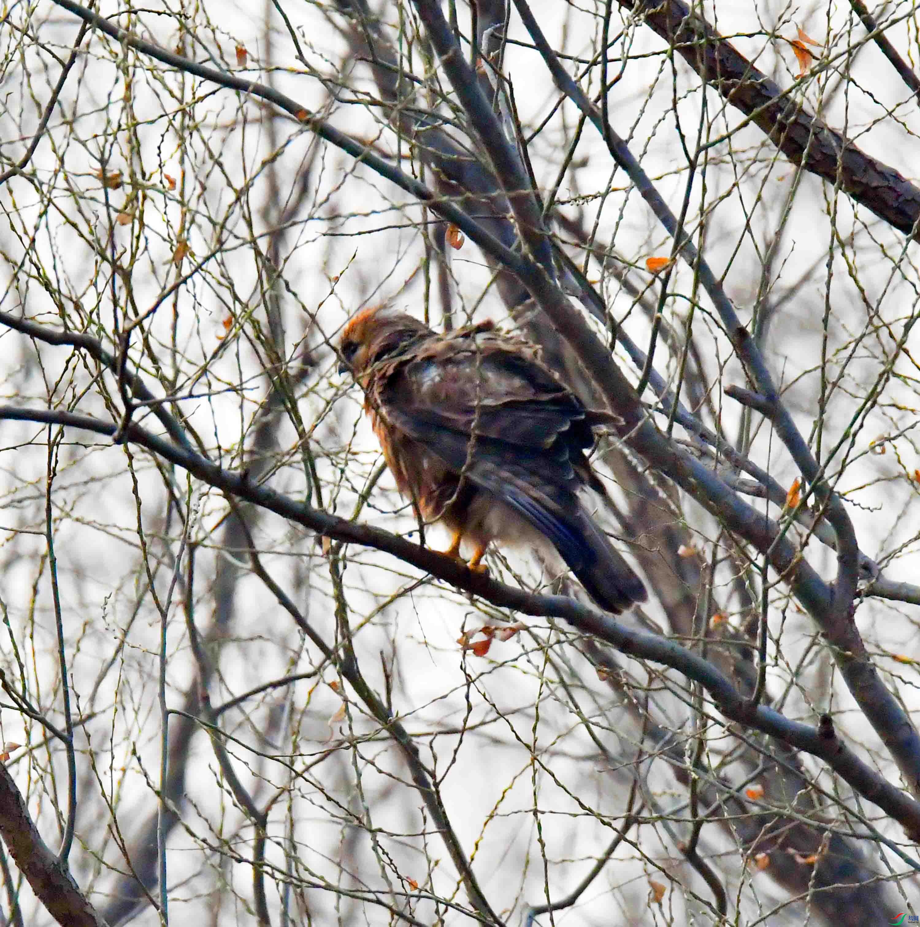 DSC_9165.JPG