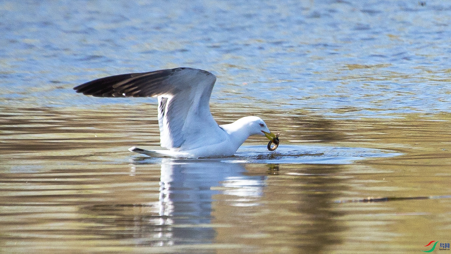 _MG_6266 ����.jpg