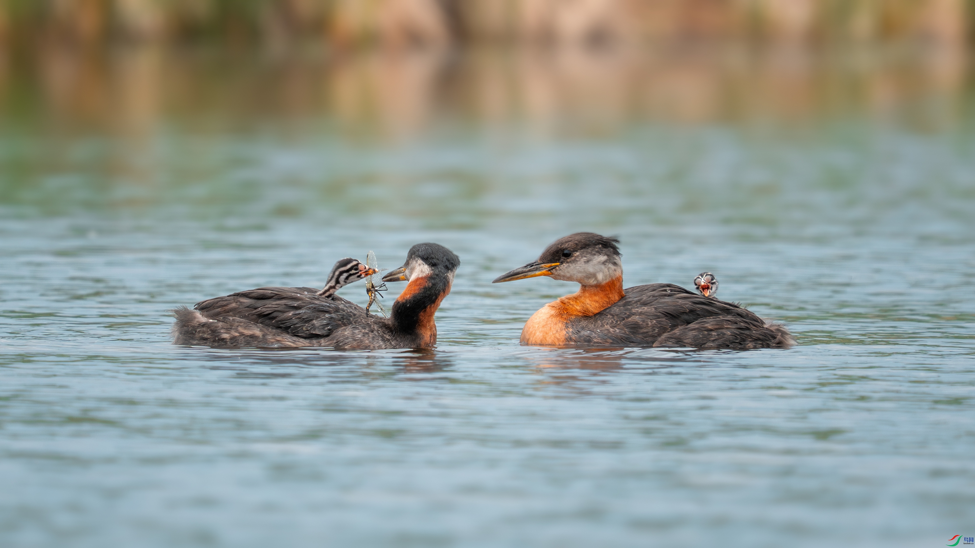 _DSC1184 ����.jpg