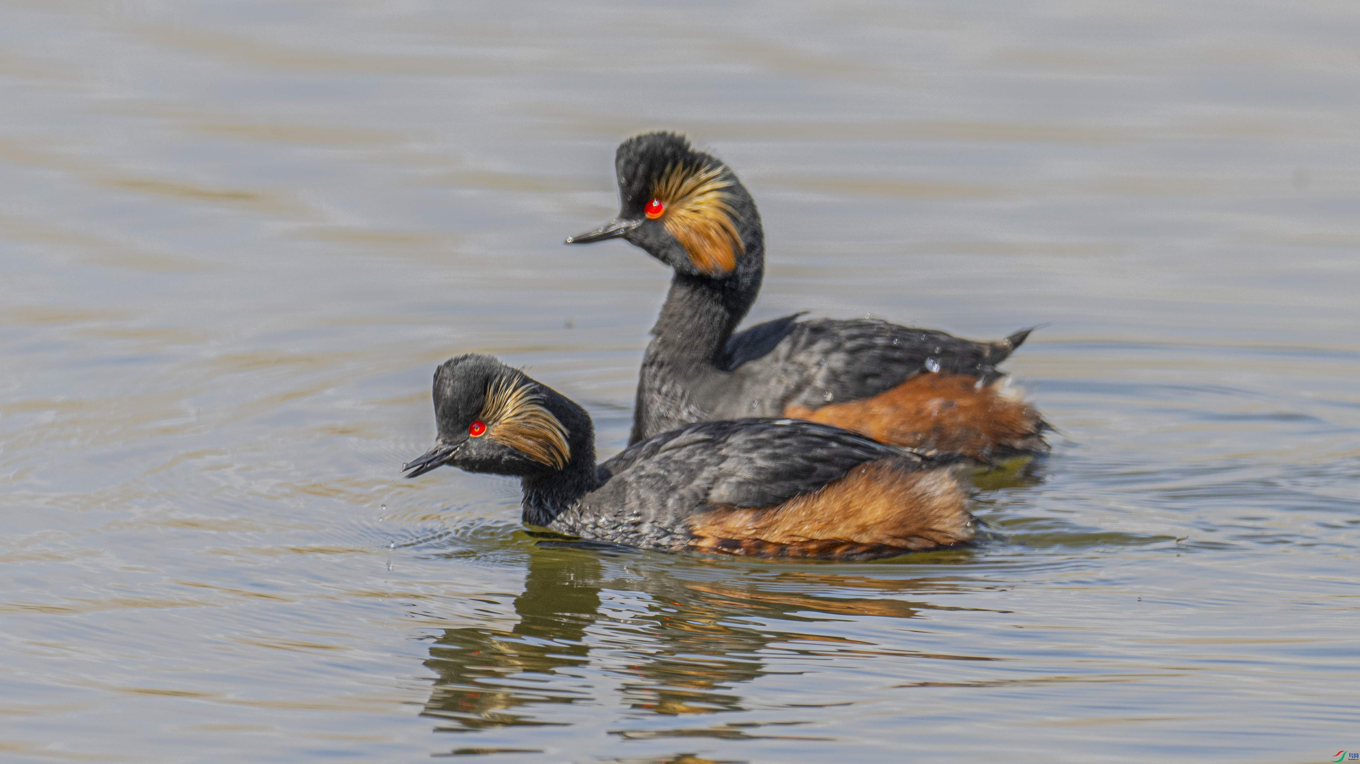 ��Ӱ����